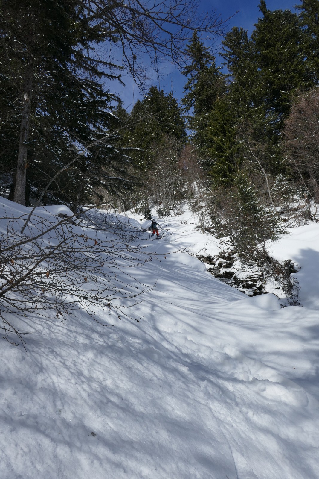 Dans la forêt qui passe étonnament bien pour la saison 
