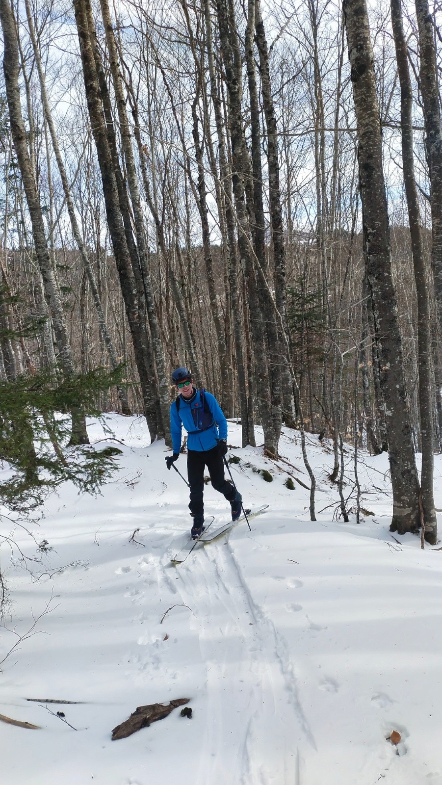 &nbsp;Dans les arbres