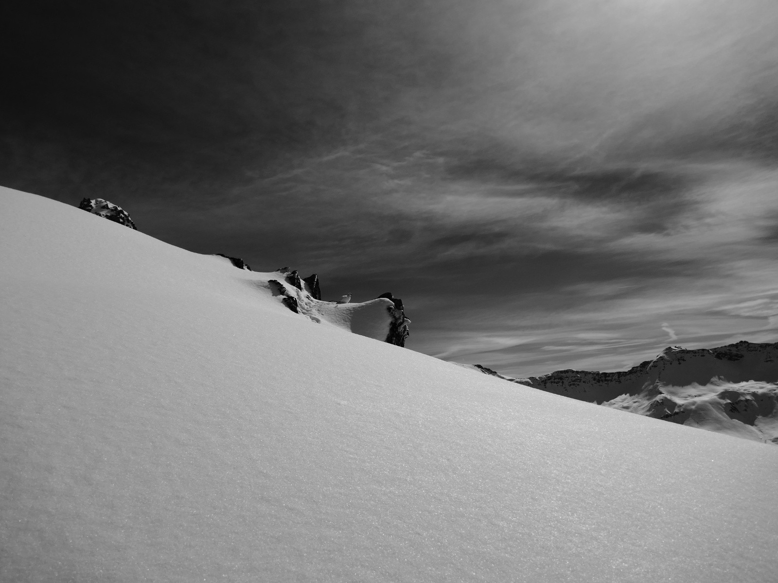 Cherchez la bestiole...&nbsp;