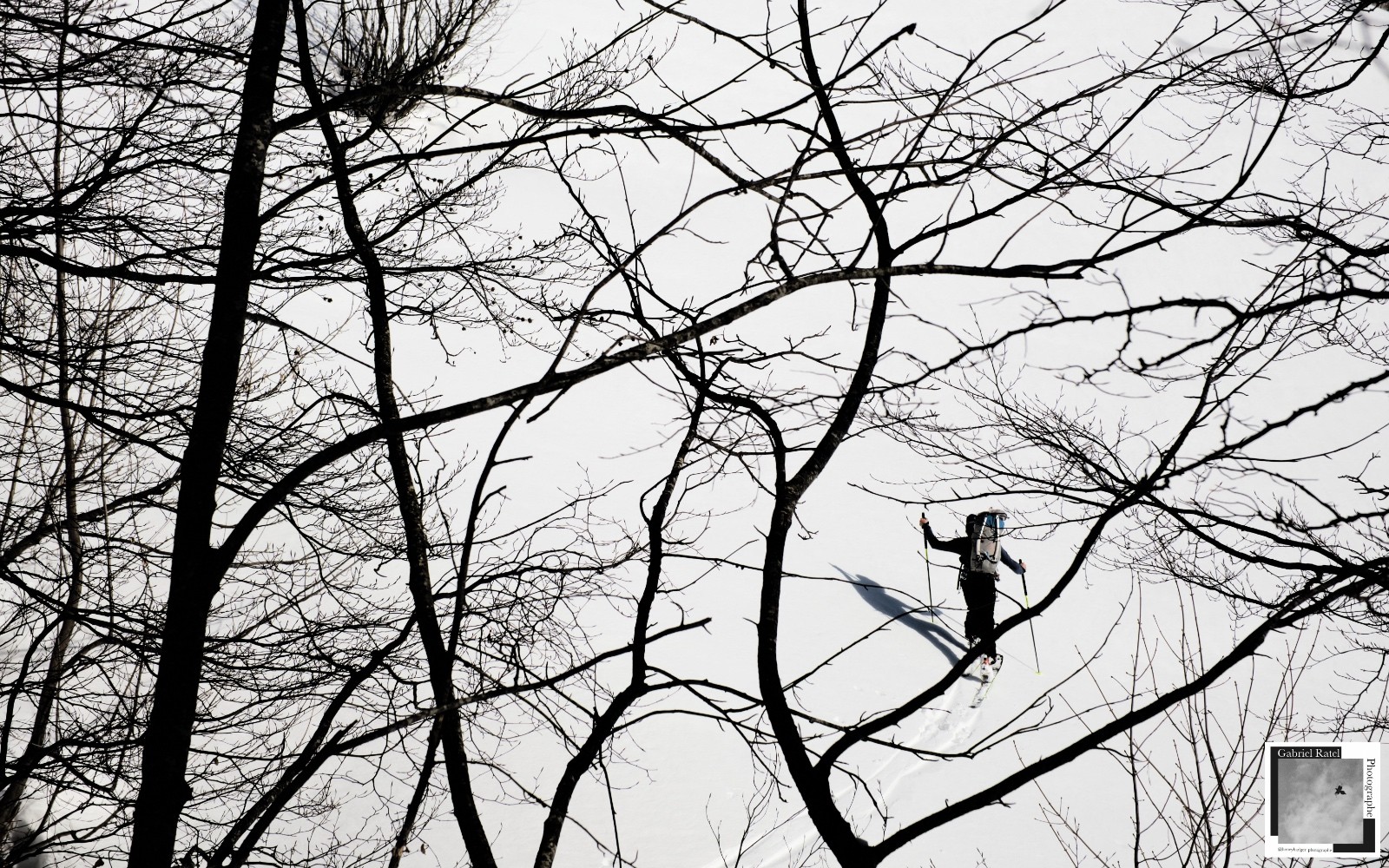 la forêt parce que pourquoi pas