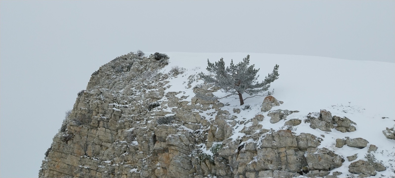 &nbsp;Arbre solitaire&nbsp;