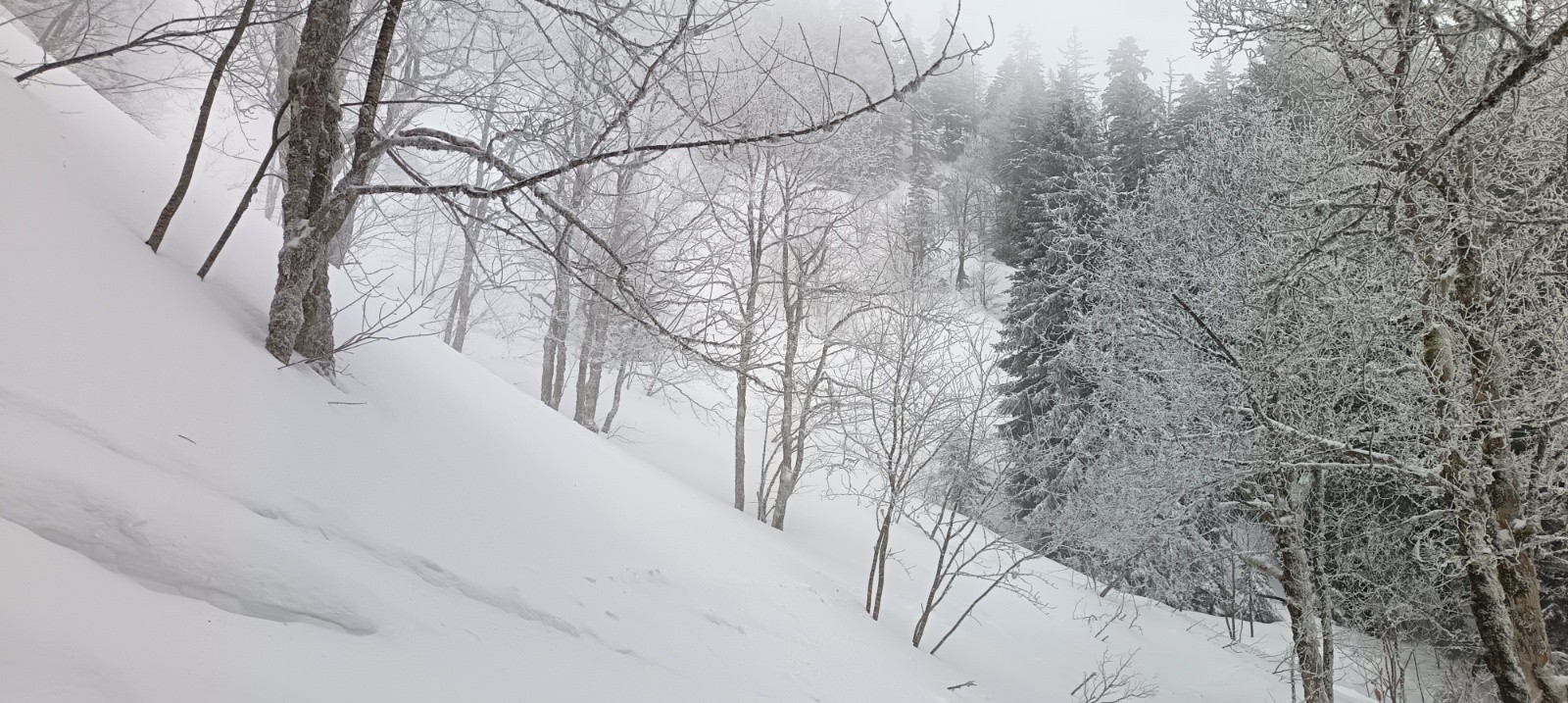 &nbsp;Chartreuse hivernale&nbsp;