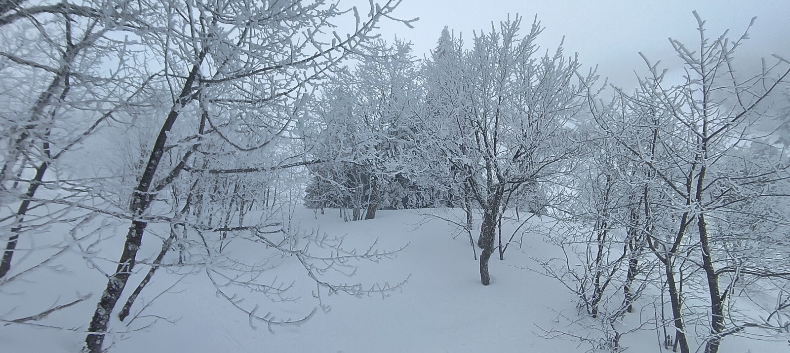 &nbsp;Sortie de la forêt&nbsp;
