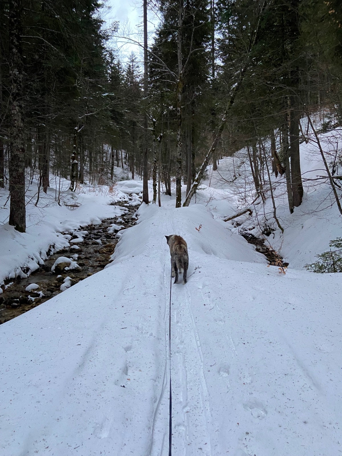 &nbsp;Le ruisseau des Corbeillers