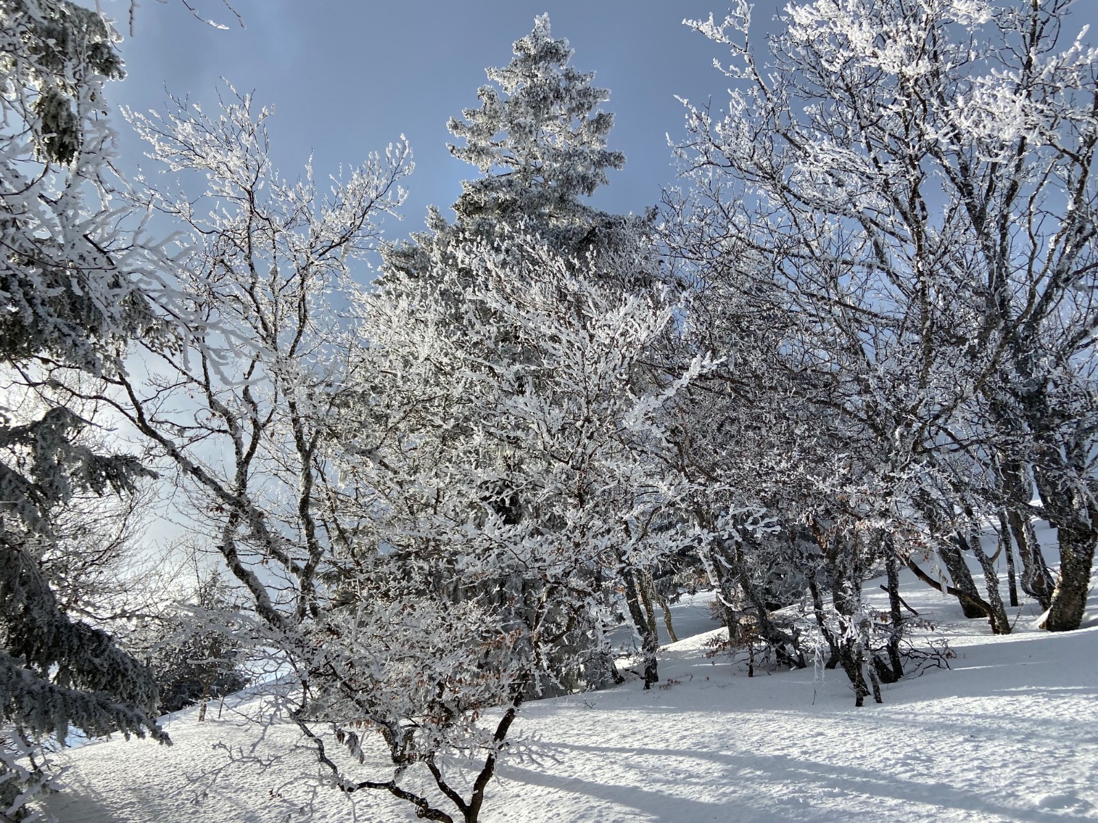 &nbsp;Les arbres sur la crête