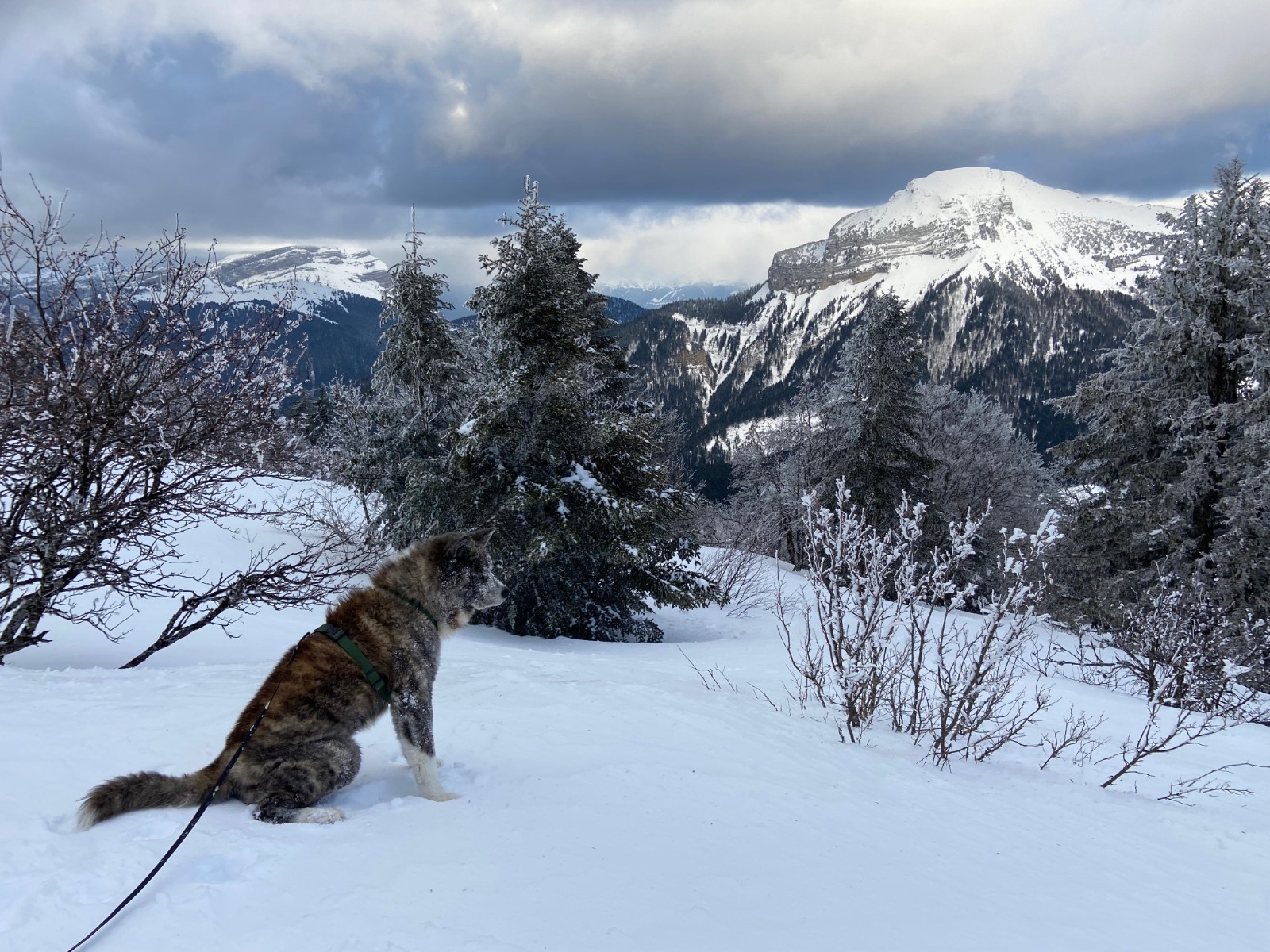 &nbsp;Le museau plein de neige fraîche