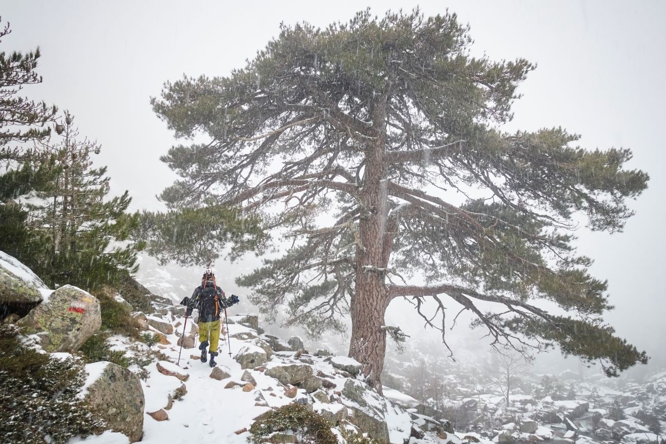 In Laricio, we trust!