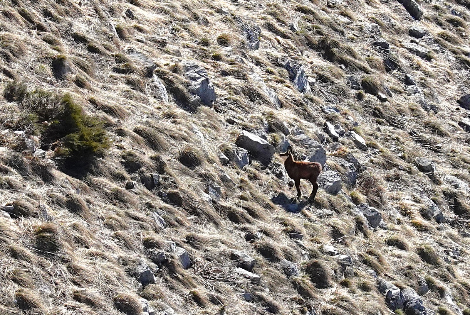 Gazelle du matin&nbsp;