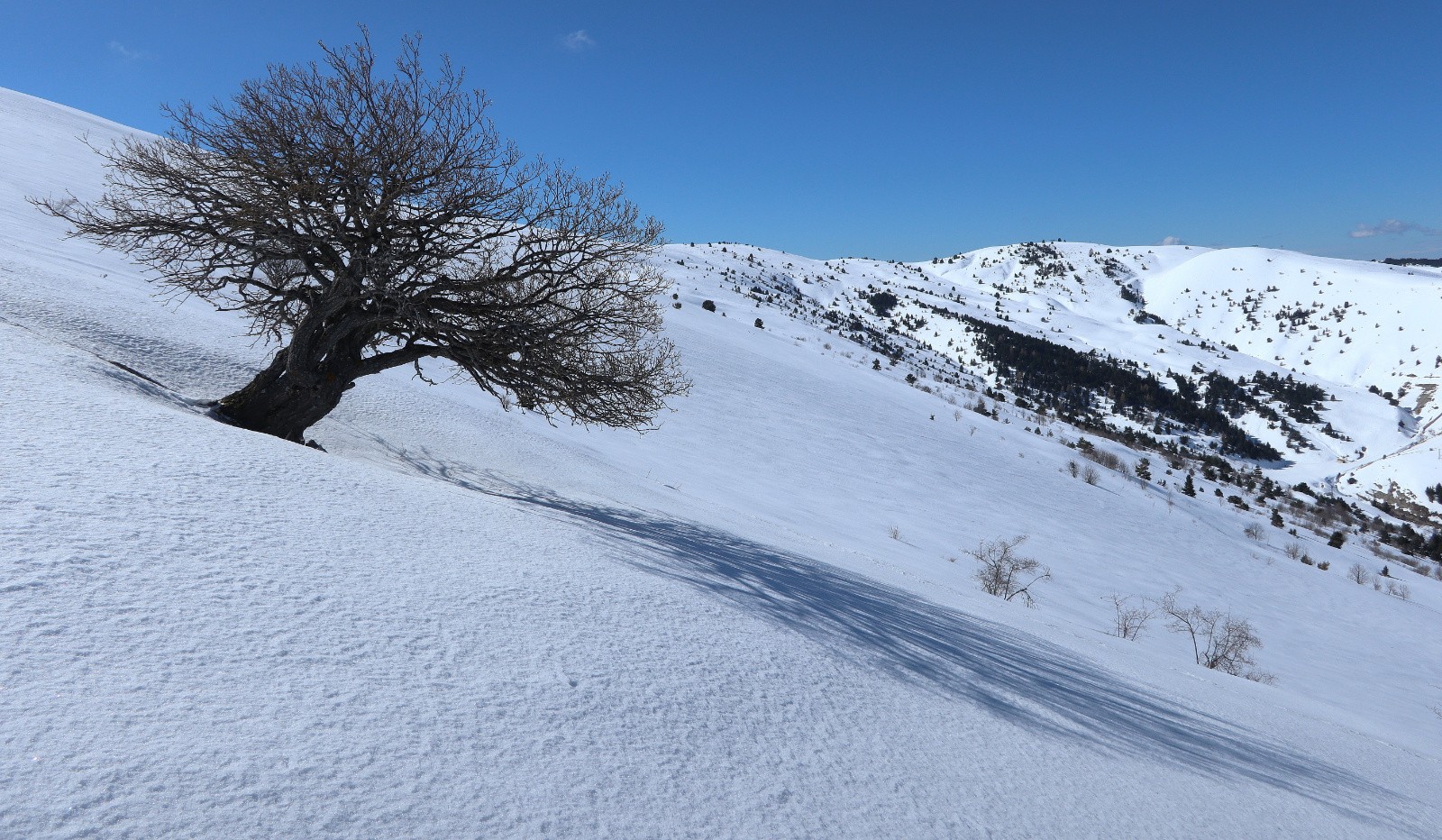 Un petit air penché&nbsp;