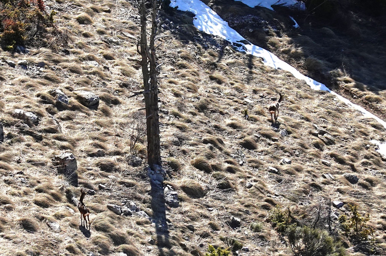 Les culs blancs&nbsp;