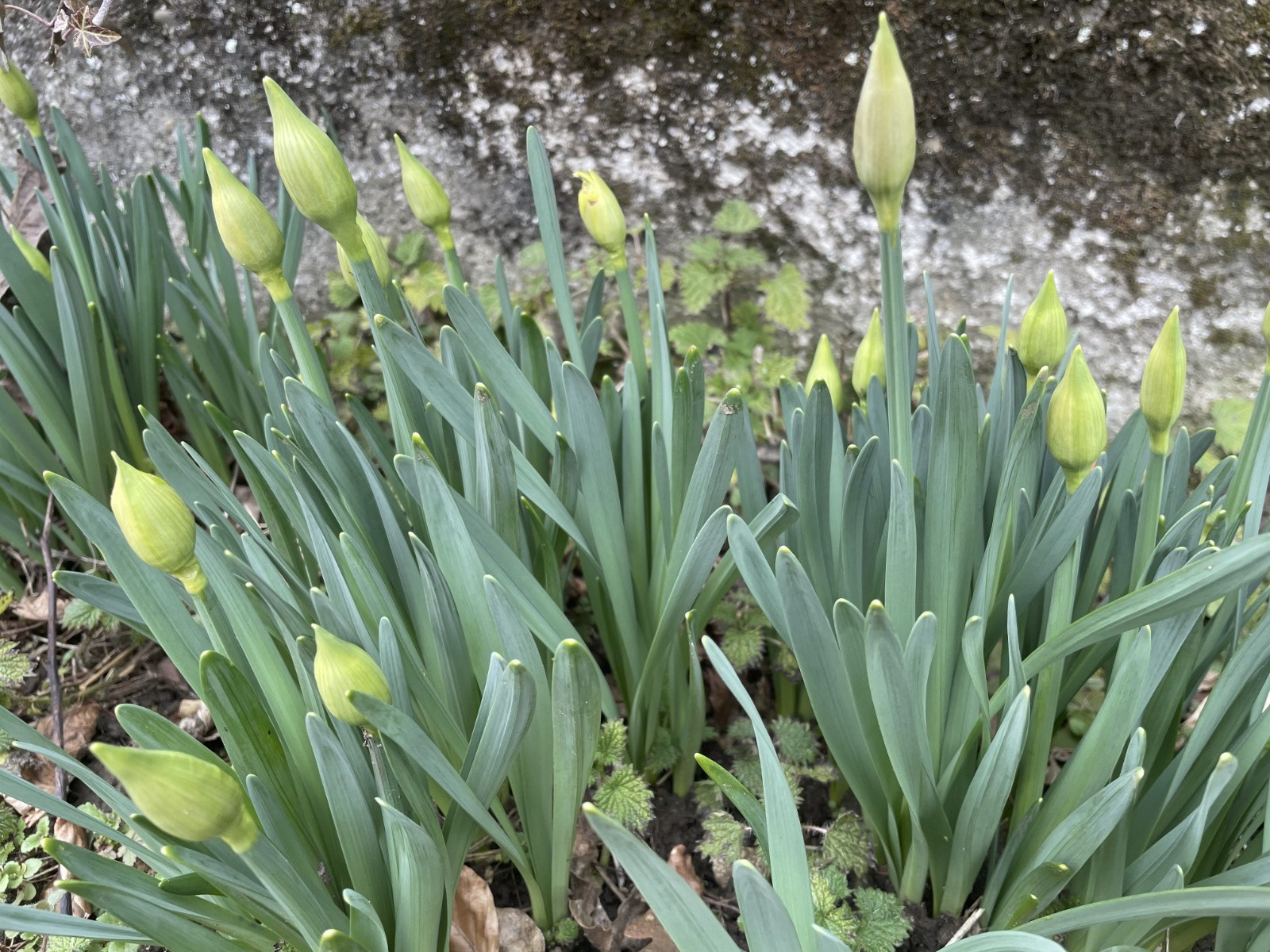 mes jonquilles en février