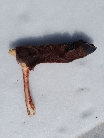 le reste d'une patte de bouquetin&nbsp;