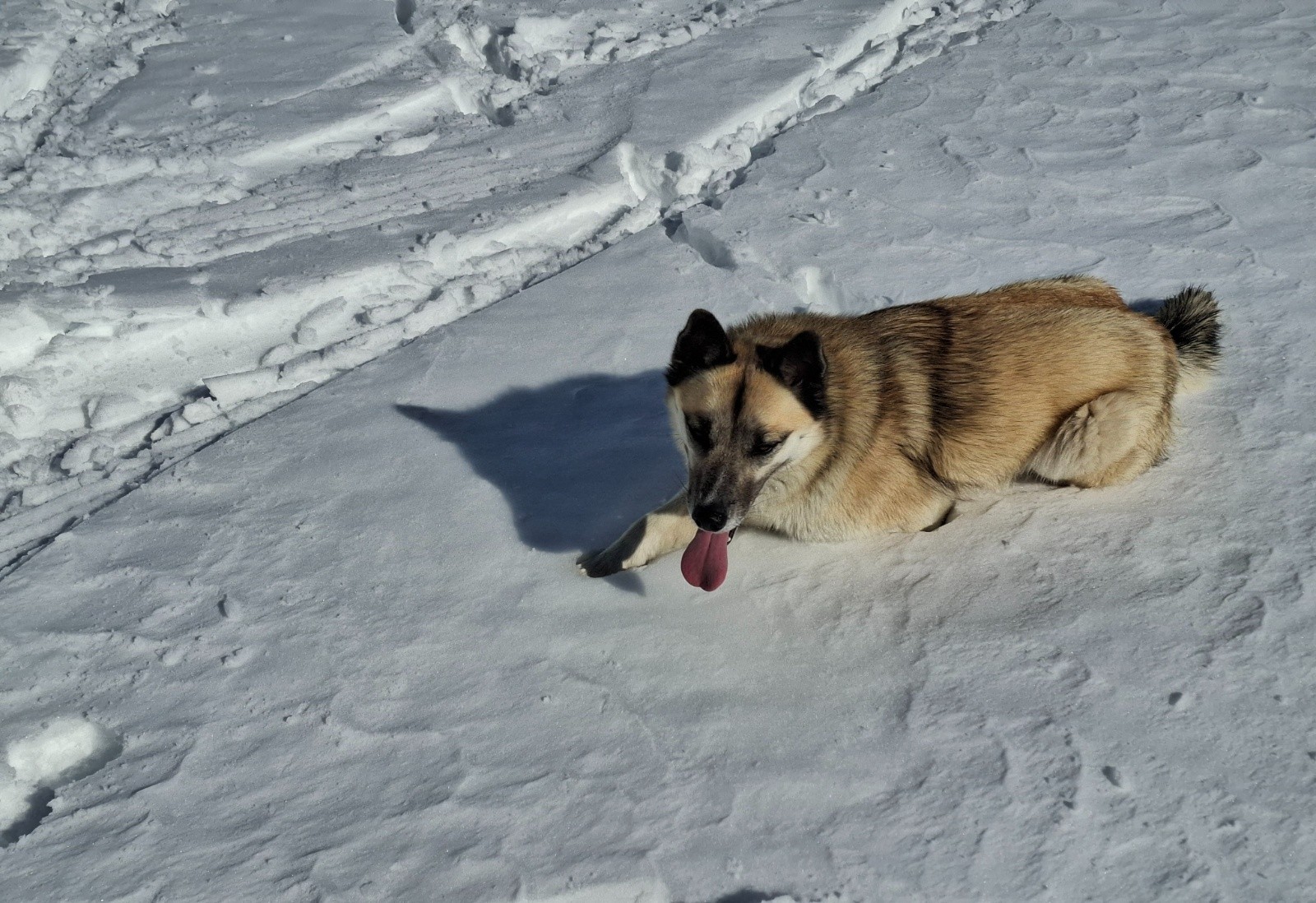 &nbsp;petit camarade de jeu&nbsp;