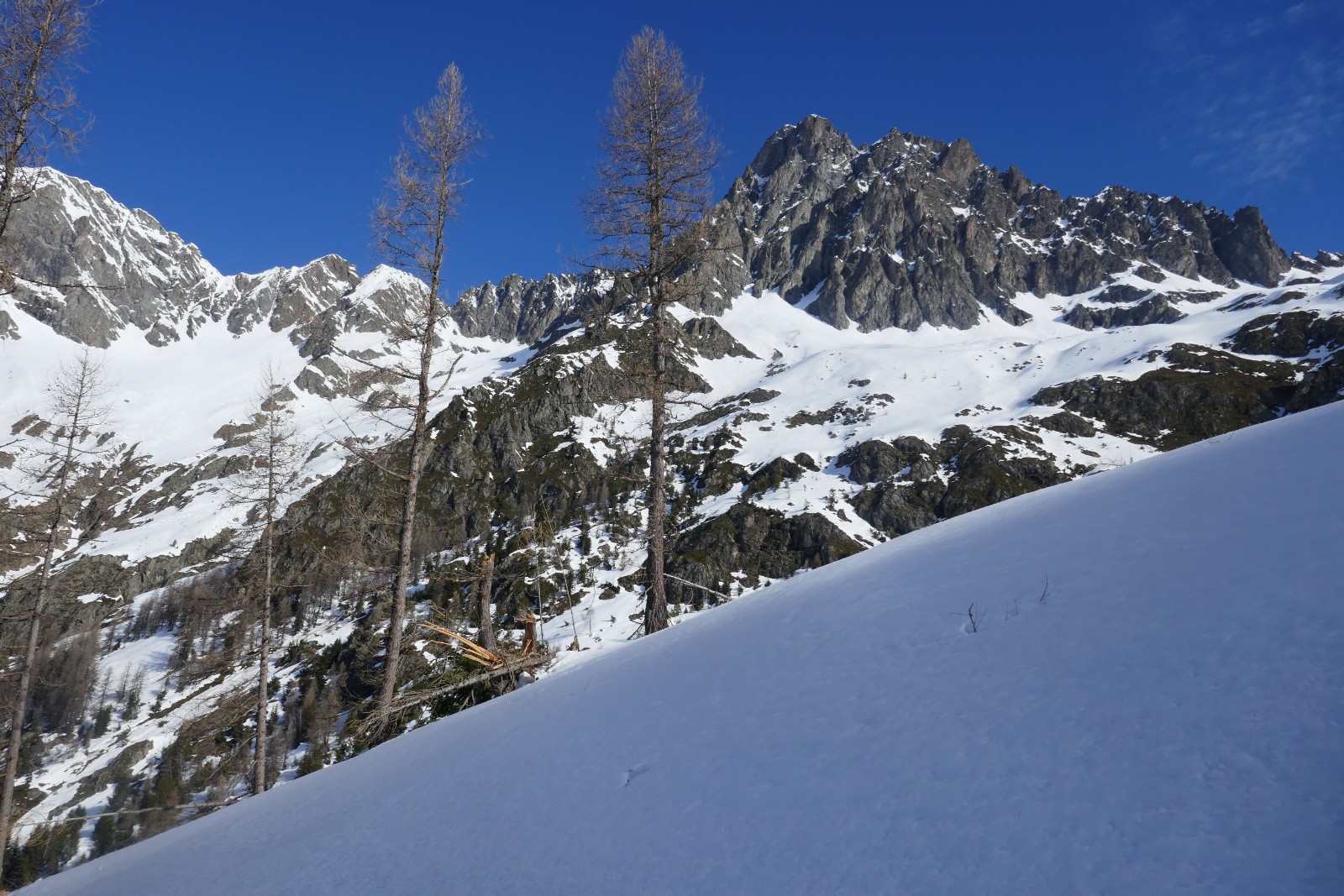 #8 Il reste encore 3 arbres... Il reste encore 3 arbres...