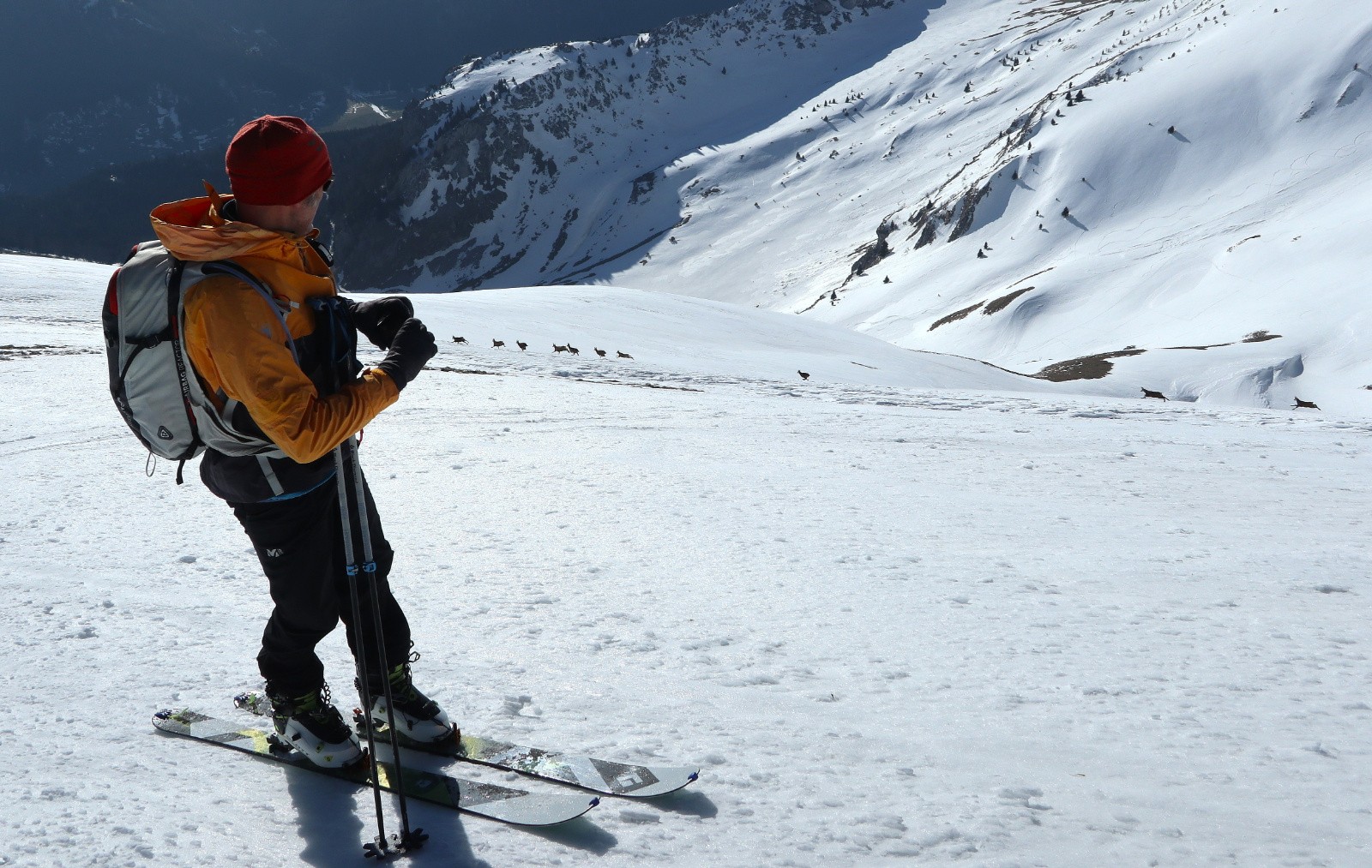 Friz compte les chamois&nbsp;