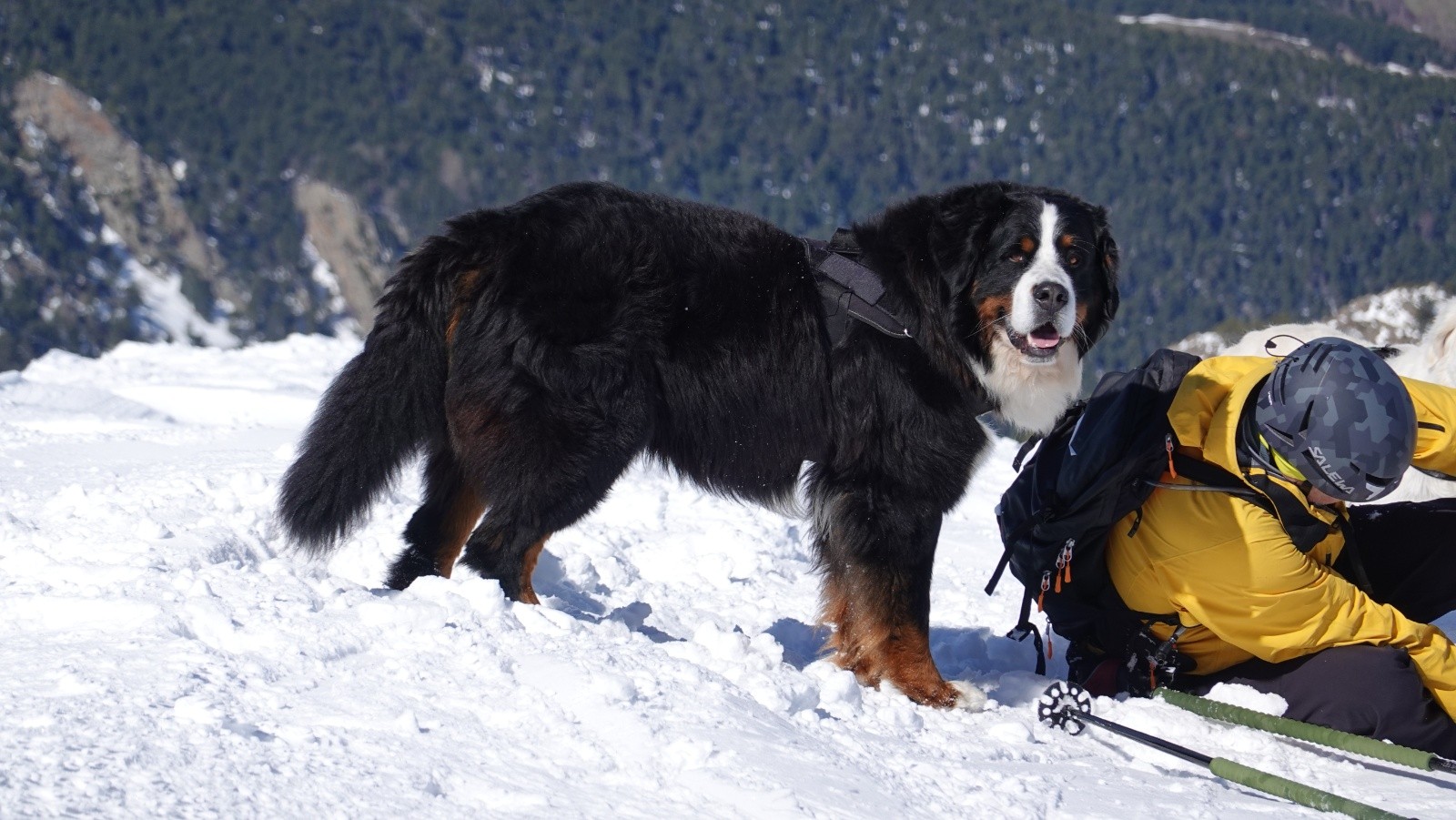 Rosco, le Bouvier Bernois et son maître qui avait oublié de bloquer ses chaussures avant de descendre😉