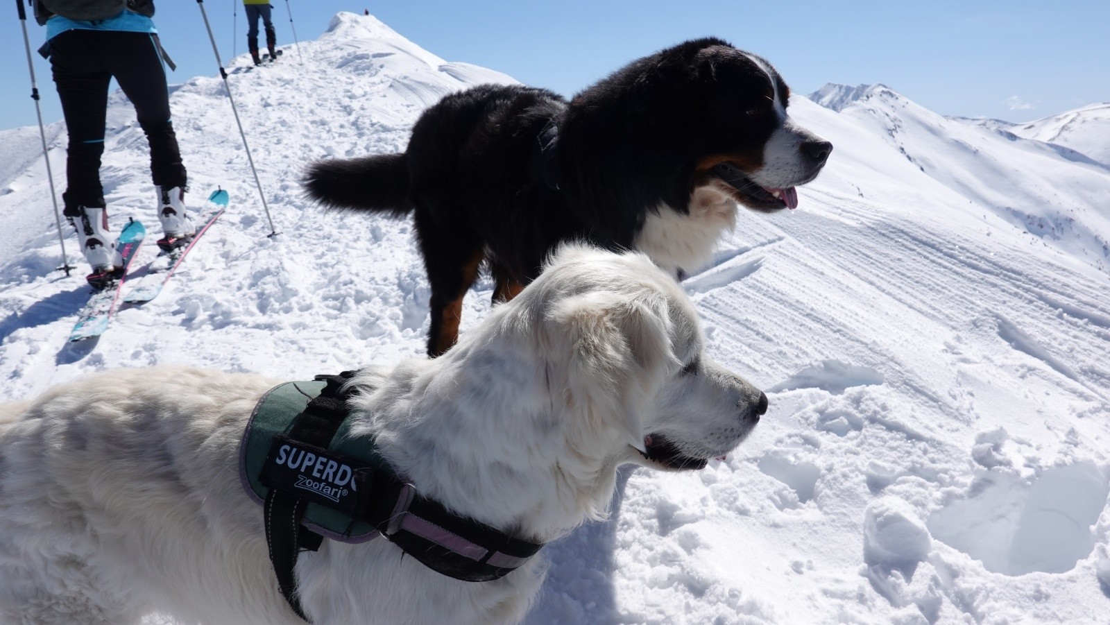 Les compagnons à 4 pattes d'un skieur : un Golden et un Bouvier