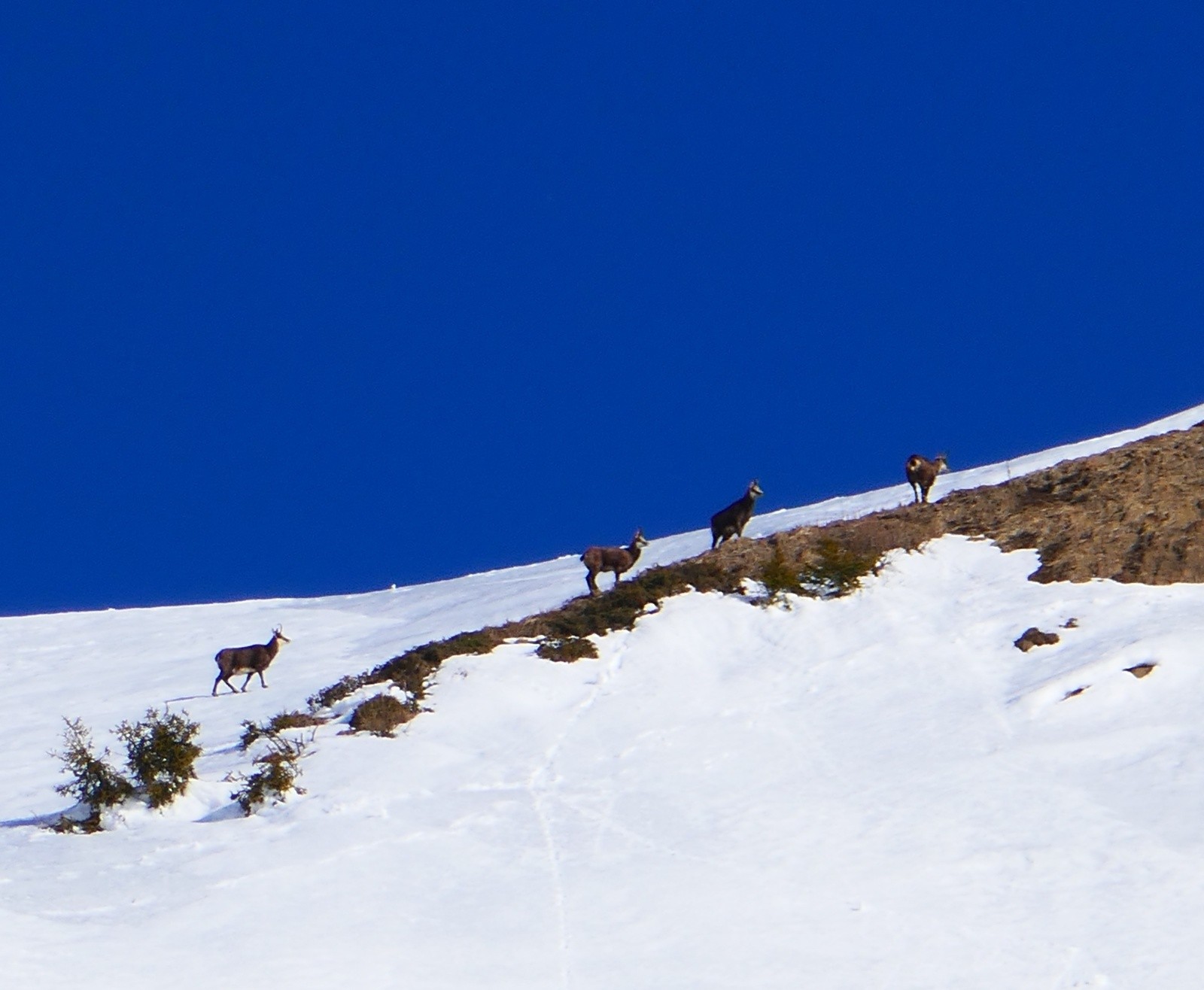 #6 Gardiens du temple. Gardiens du temple.