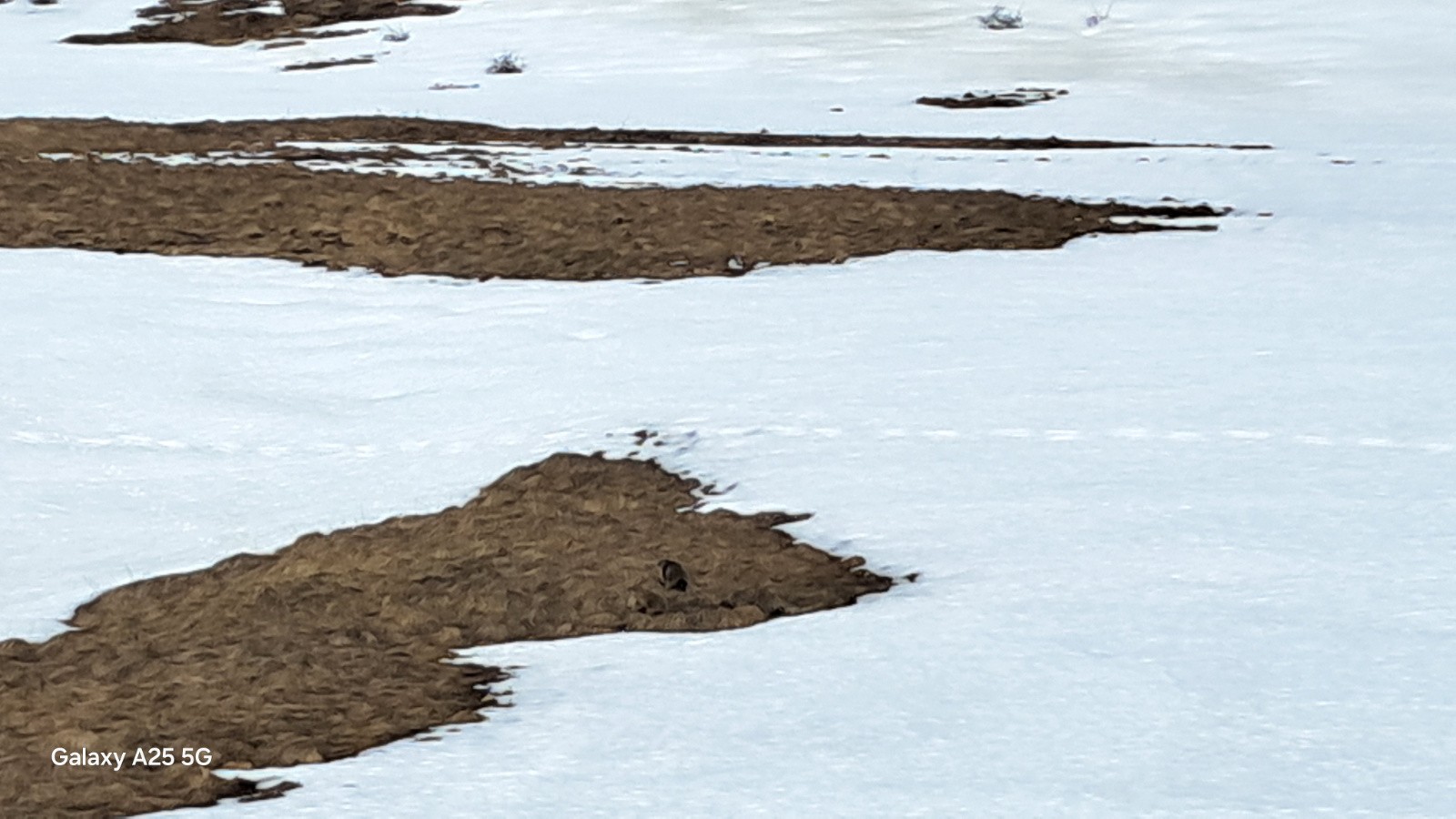 Les marmottes sont réveillées !!