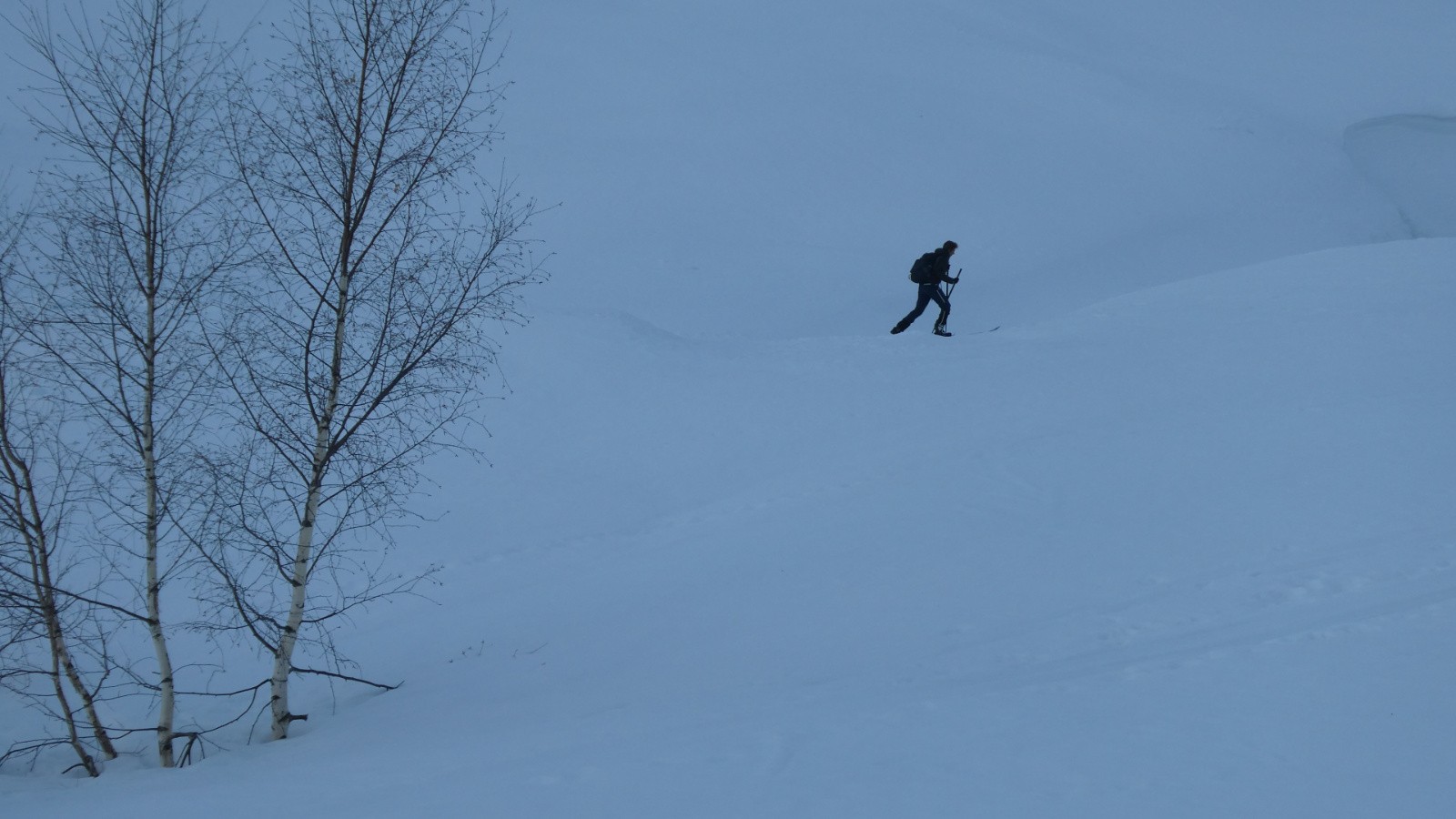 J3 une ombre passe derrière les bouleaux&nbsp;