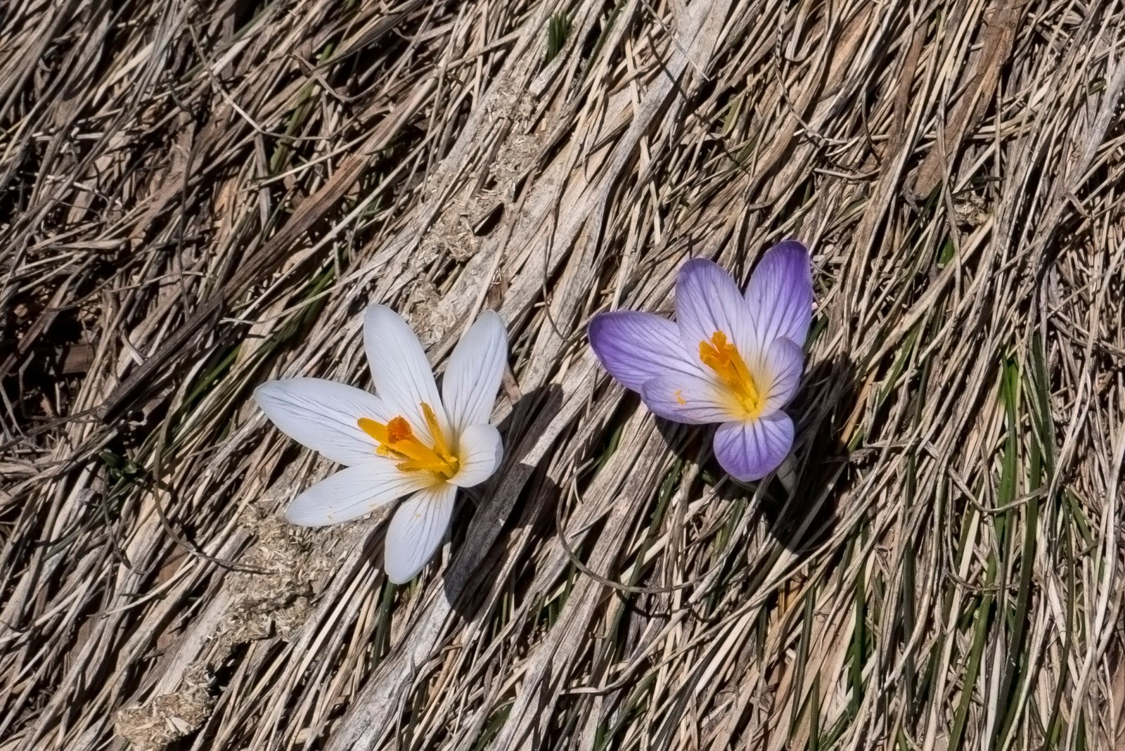 Après la neige, viennent très vite les Crocus