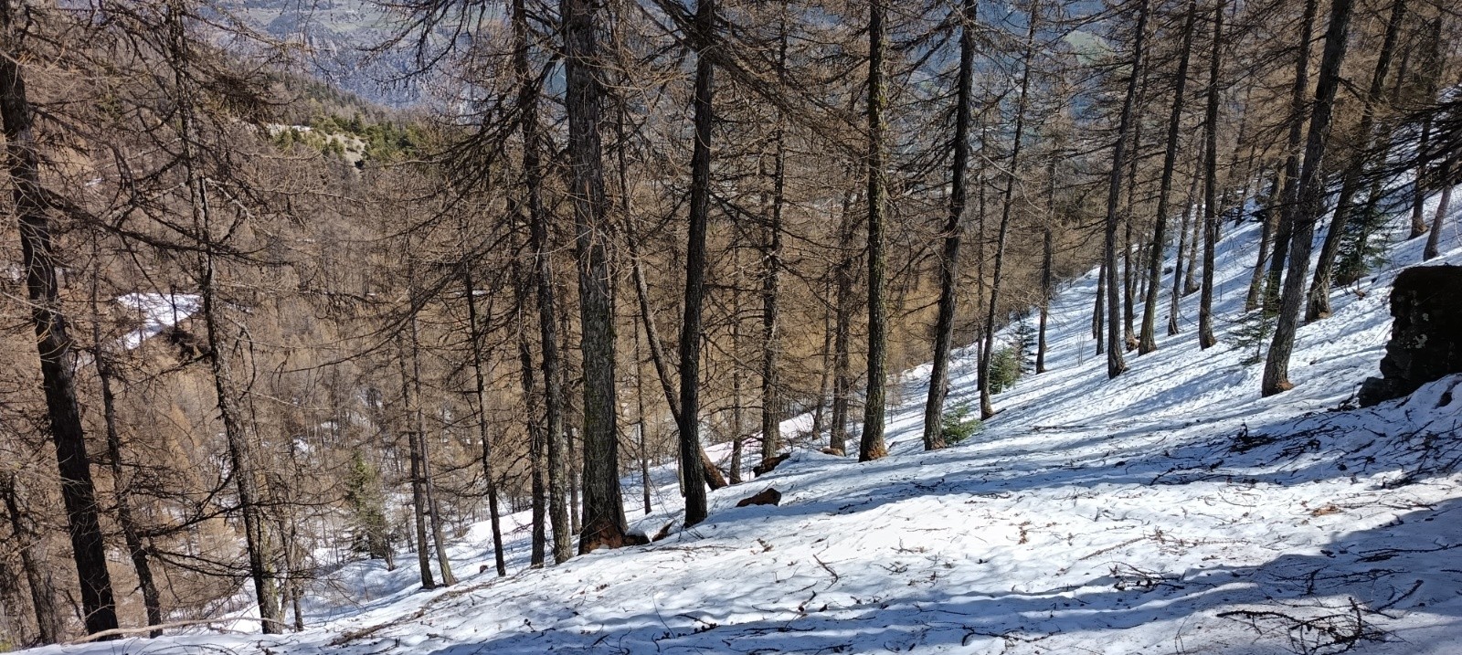 Mélézin sur le bas mais neige bien lourde&nbsp;