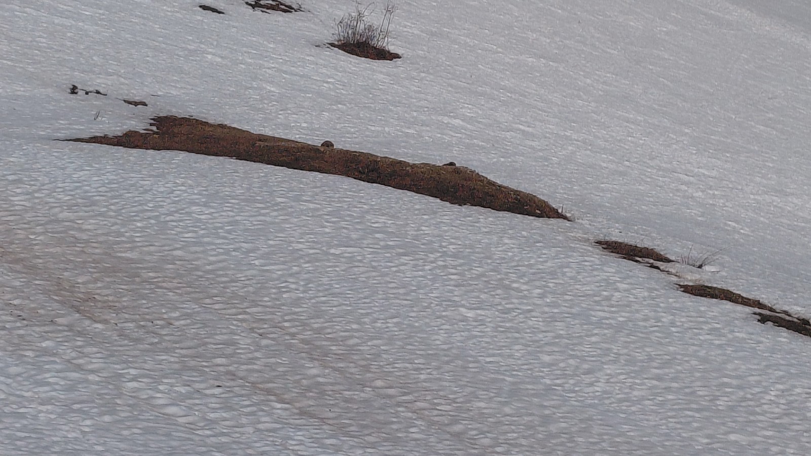 #1 les marmottes sont sorties les marmottes sont sorties