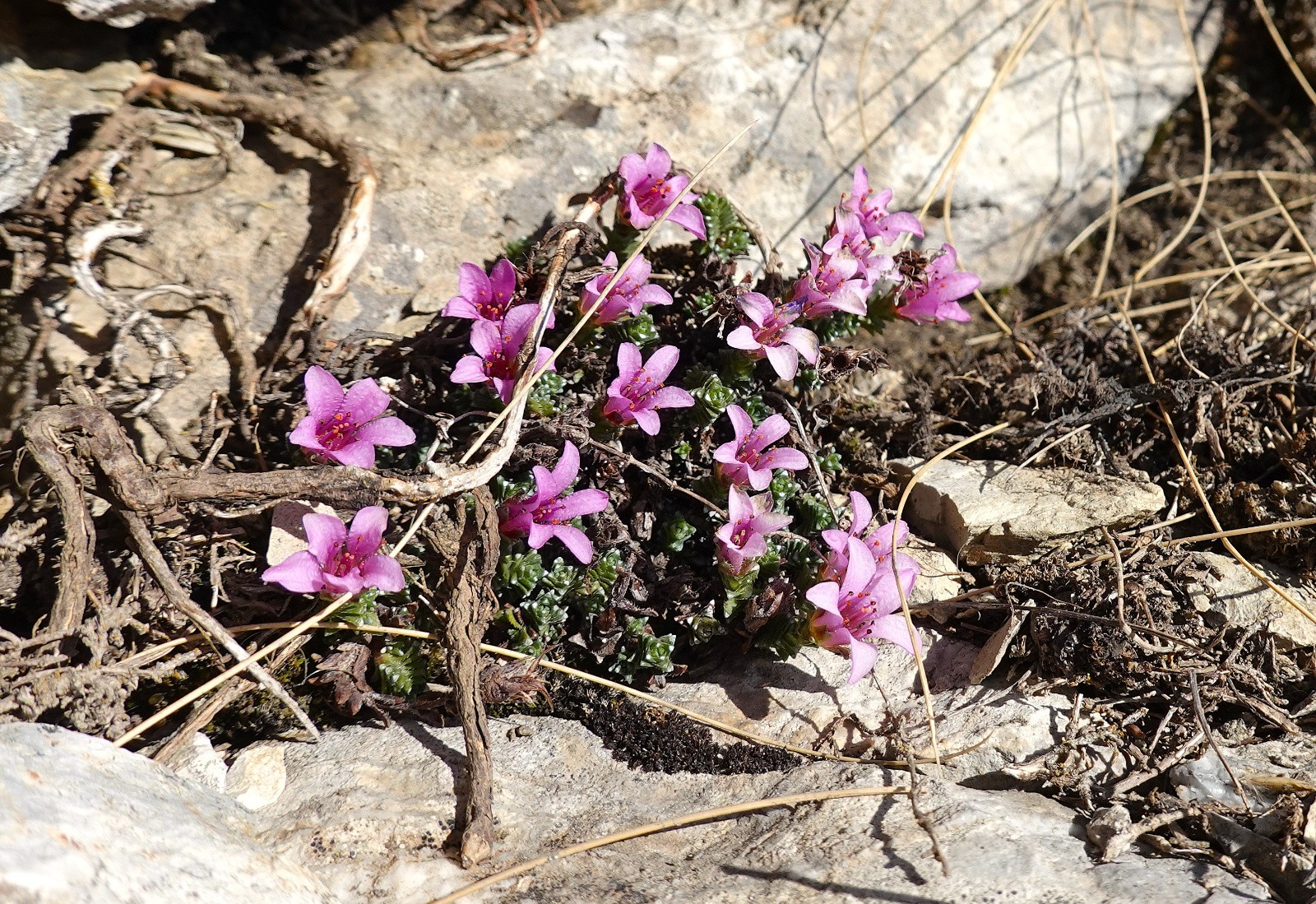 Les saxifrages sont de sortie