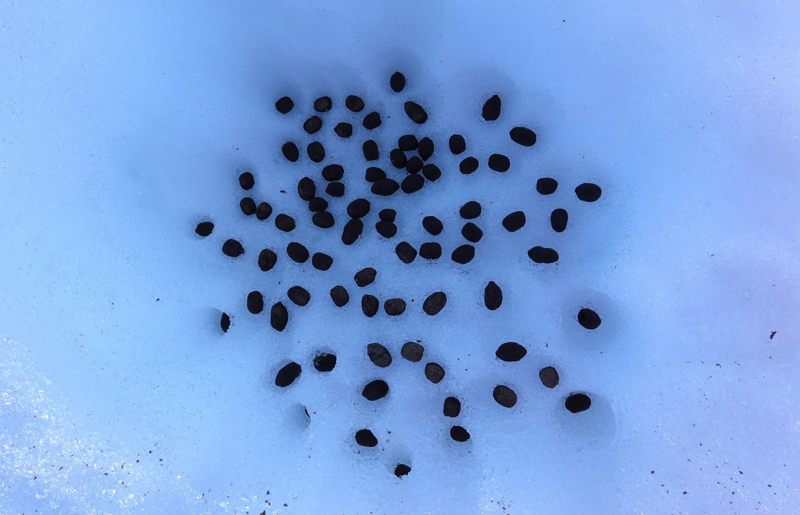 Qui a renversé la boite de cachous...?