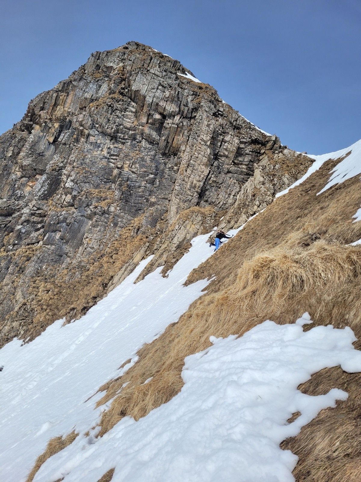 &nbsp;Corne au taureau