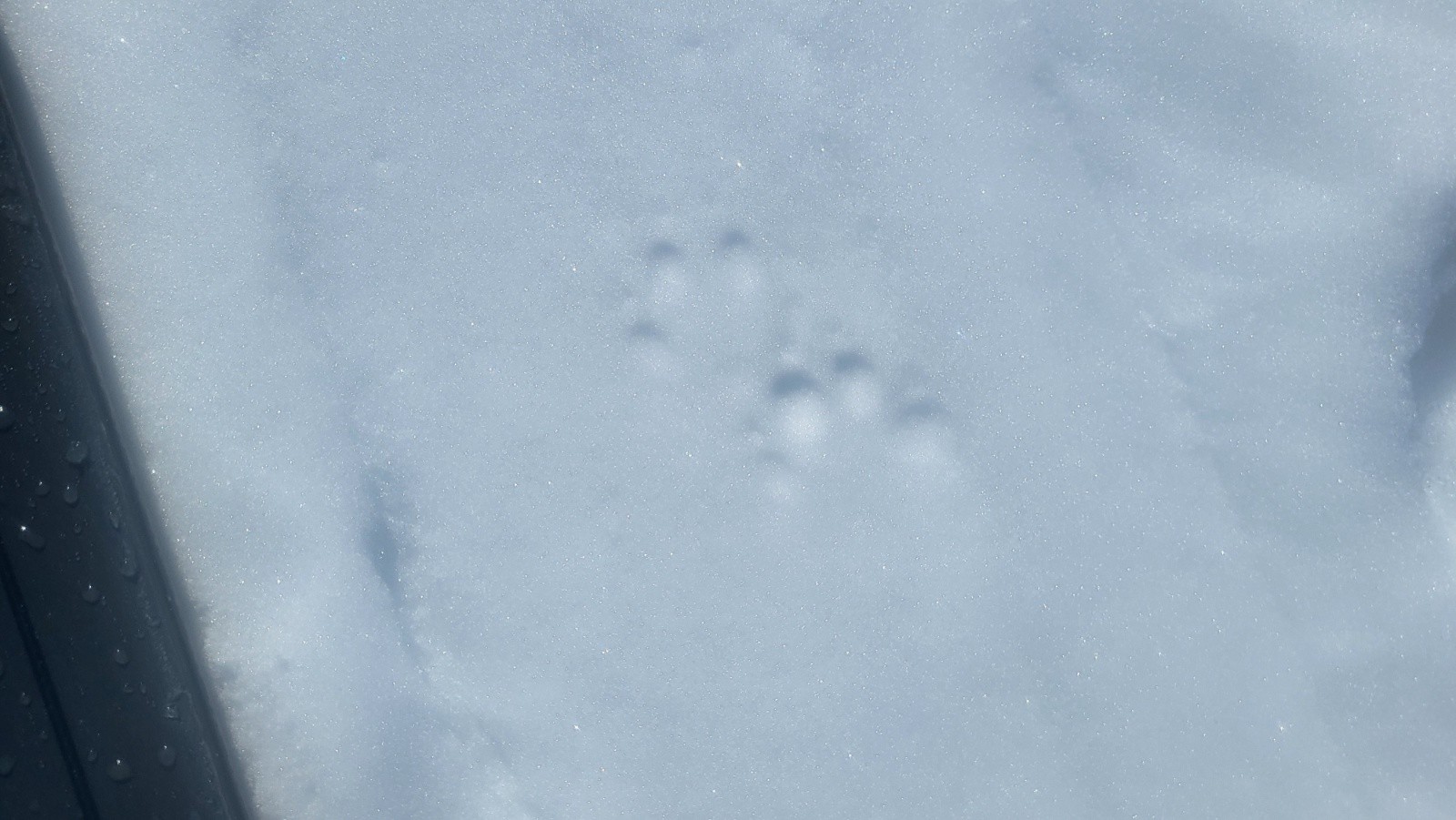 J2 Après le Col des Vedettes. Traces de chien ou d'un loups solitaire ?