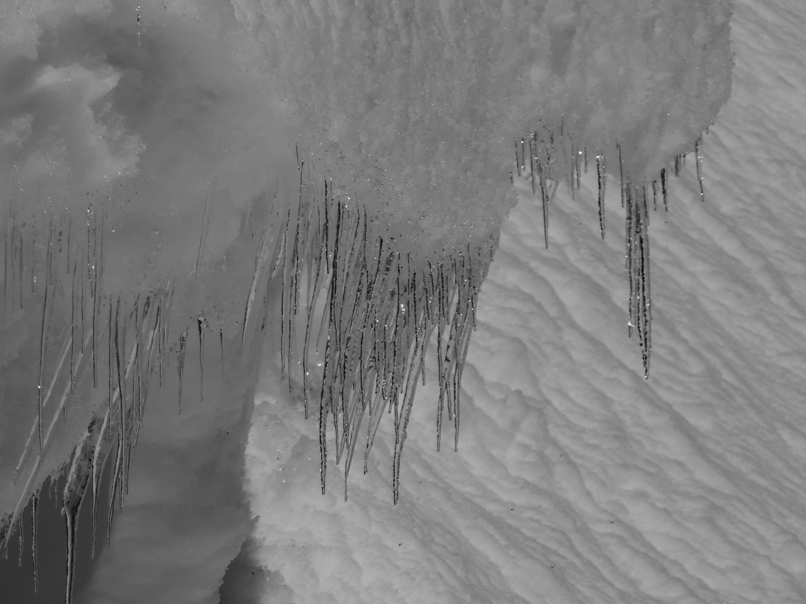 #23 Une baleine qui fait la gueule avec ses dents bien affutées!🤭 Une baleine qui fait la gueule avec ses dents bien affutées!🤭