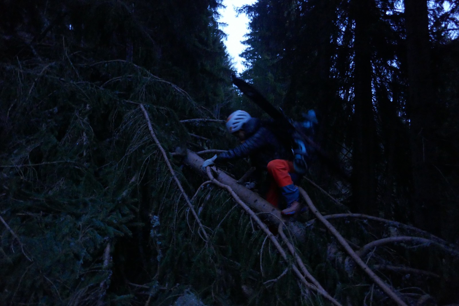 L'arbre qui a arrêté la voiture 