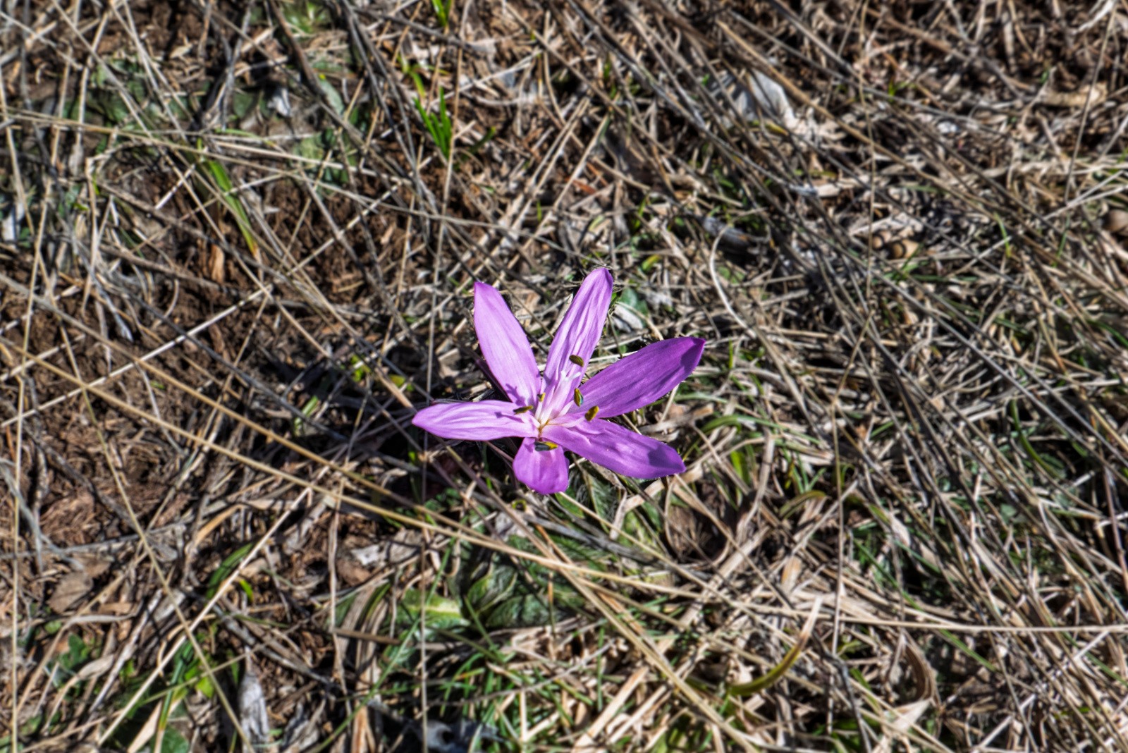Colchique? (semble différente des crocus d'en face, côté Ecrins)&nbsp;