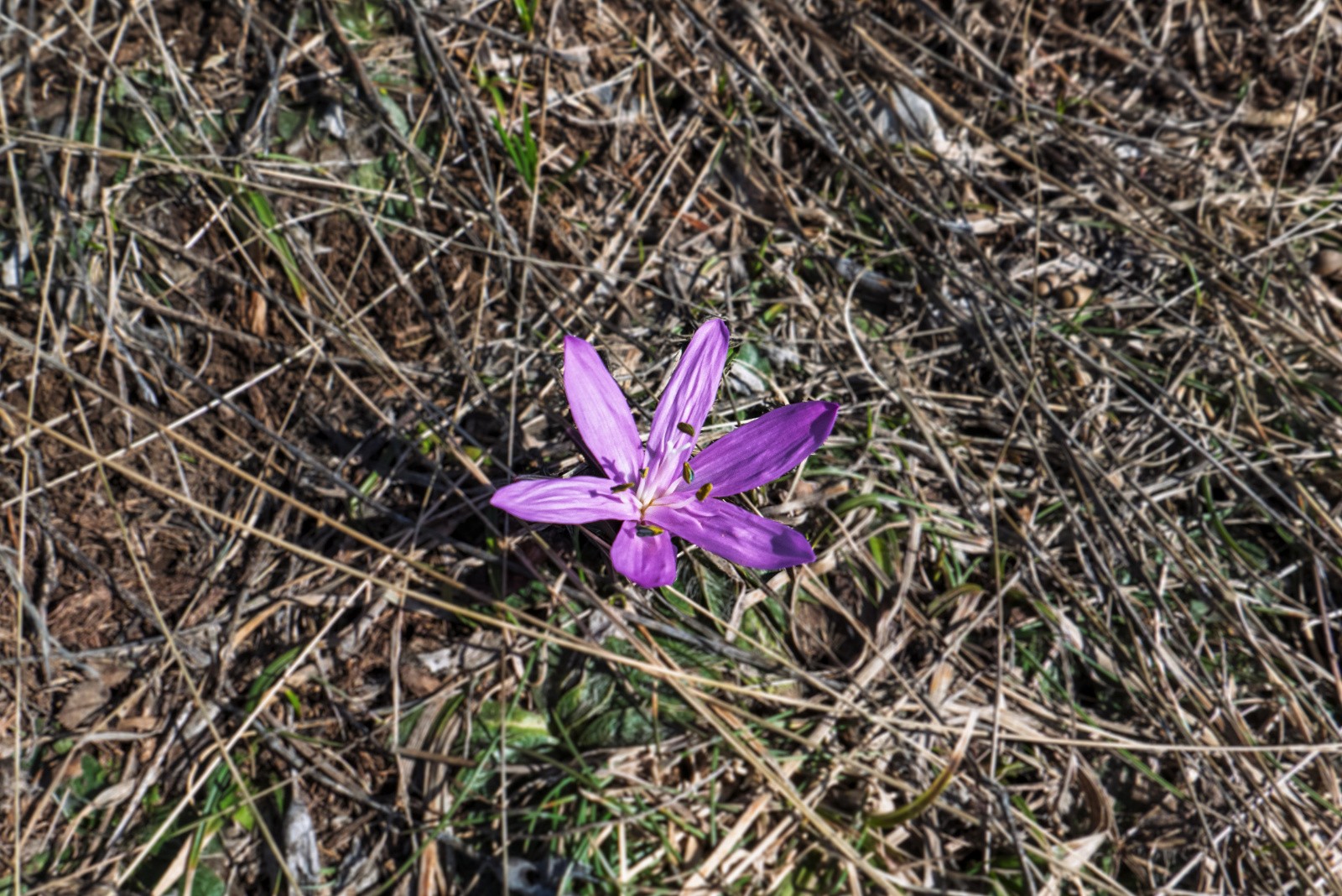 Colchique? (semble différente des crocus d'en face, côté Ecrins)