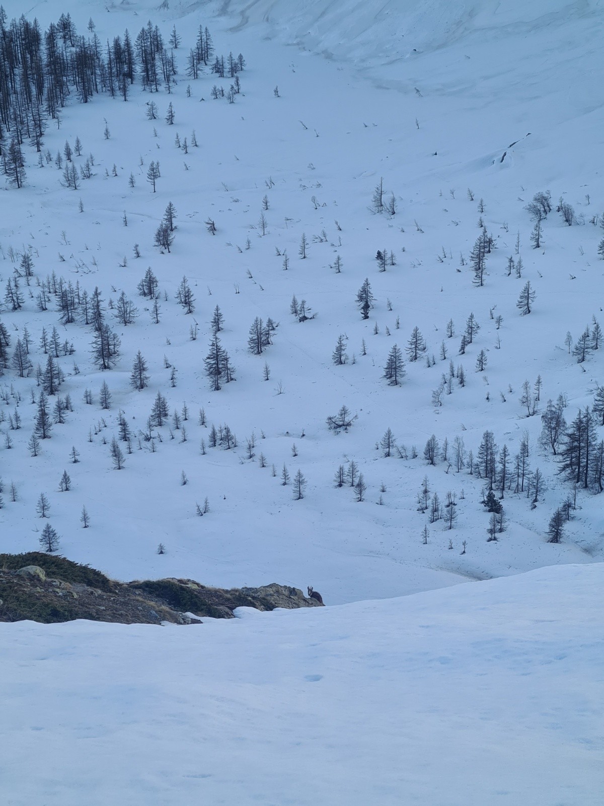 #4 Le chamois au centre qui nous observe ! Le chamois au centre qui nous observe !