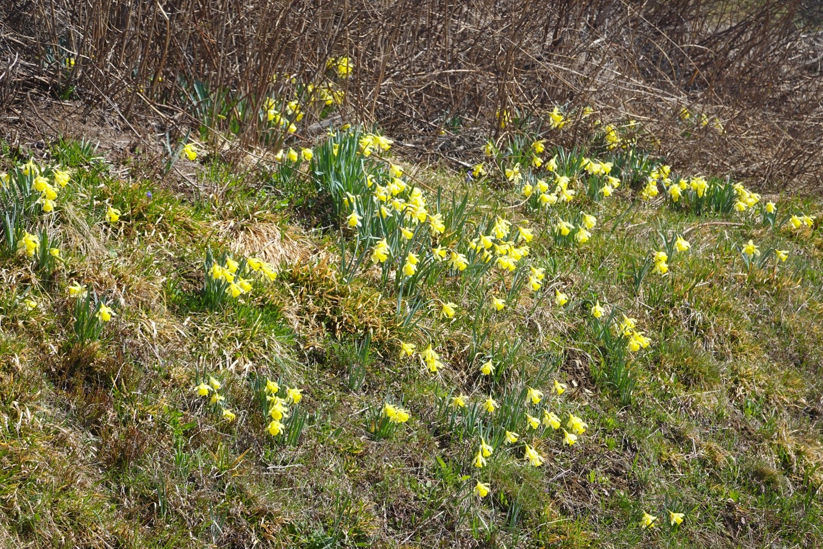 #20 Les jonquilles sont arrivées Les jonquilles sont arrivées