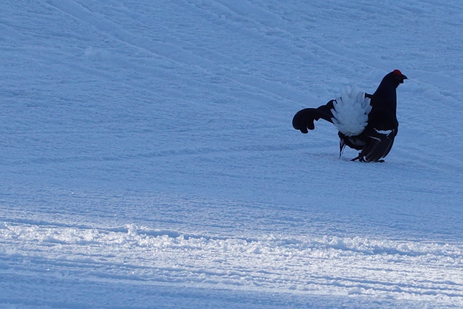 #6 Tétra lyre Tétra lyre