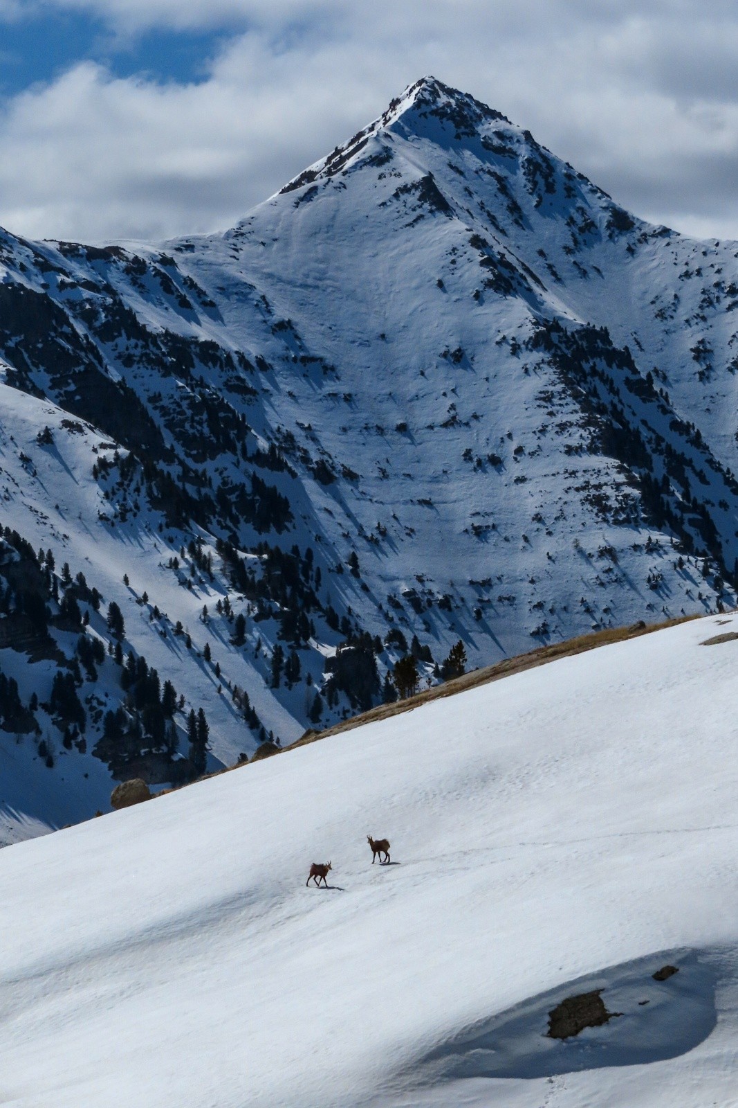 &nbsp;Chamois sous le Mourre Gros