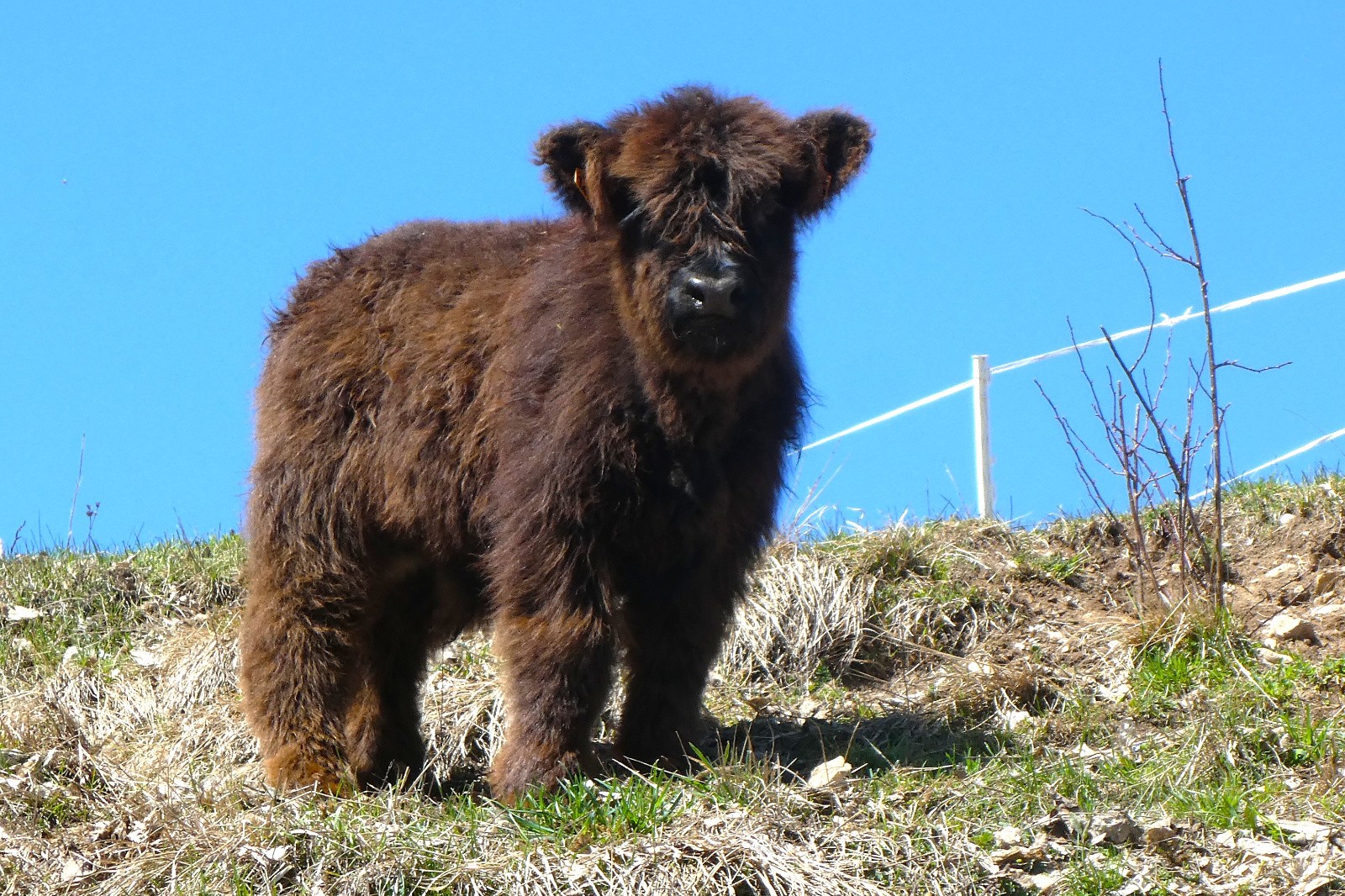 Crête de Peyne - Brèche de Barges - L'ours brun est de retour dans le Dévoluy...! 