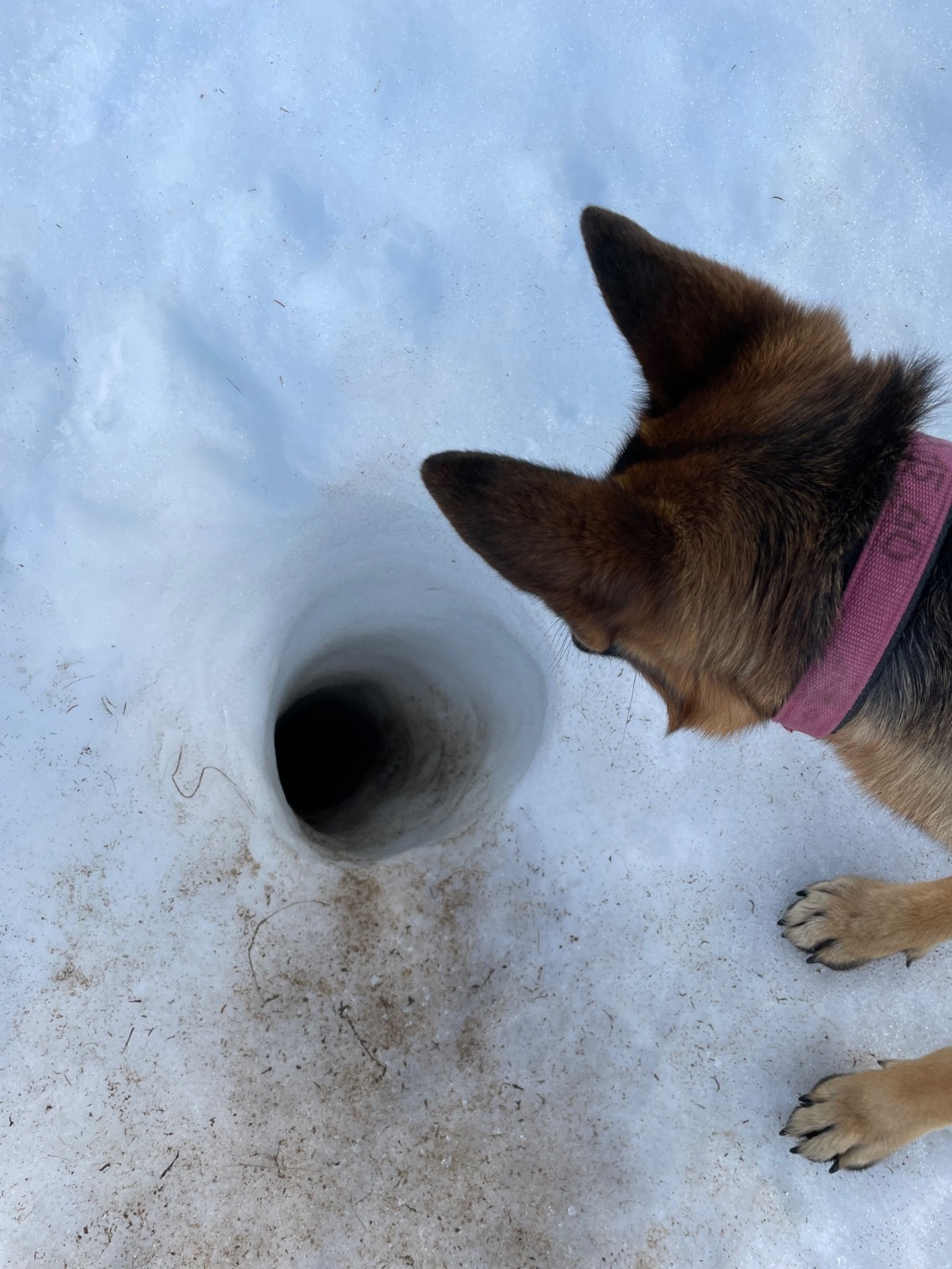 Les marmottes sont de sortie ! Comment font elles pour remonter sans crampons ???