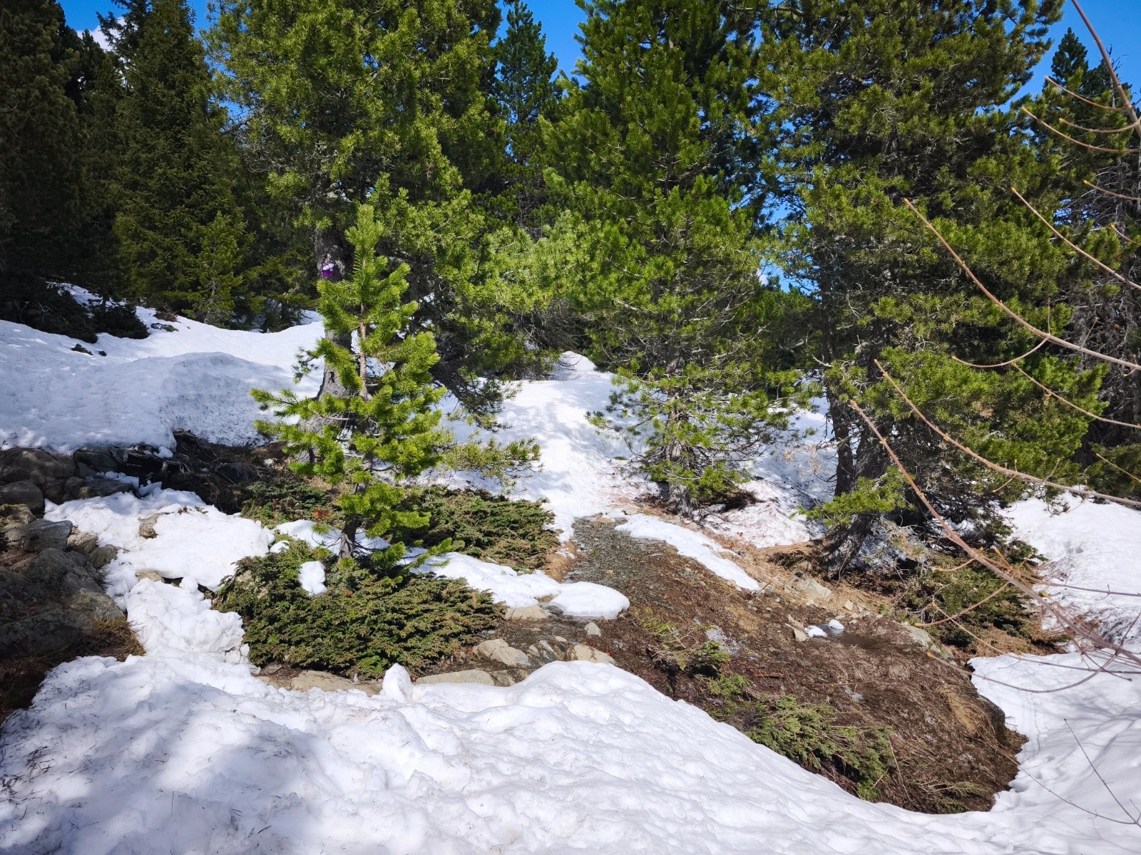 Sentier de rando commence à se trouer, qqs biffurcation sont nécessaire.&nbsp;