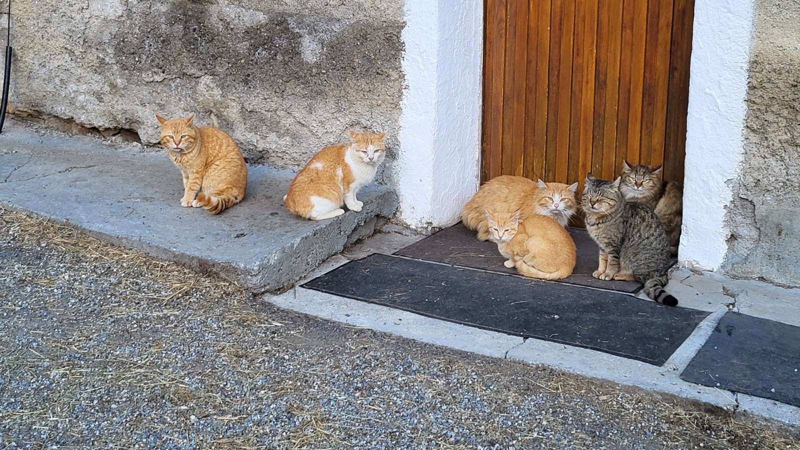 Ar-chats-inard&nbsp;