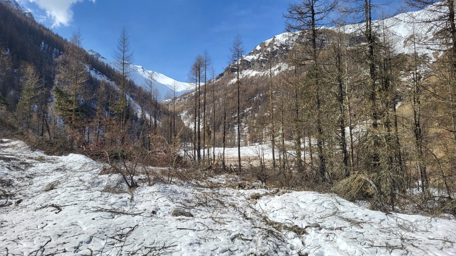 Forêt soufflée&nbsp;