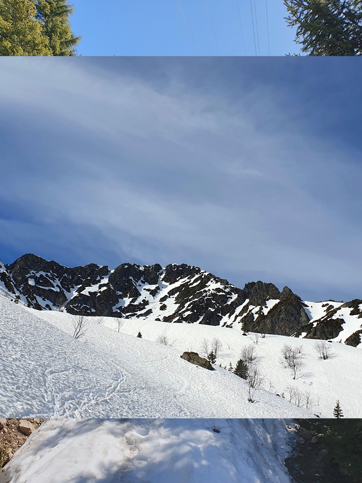 Des tetras se cachent dans cette neige. Saurez-vous les déloger ?