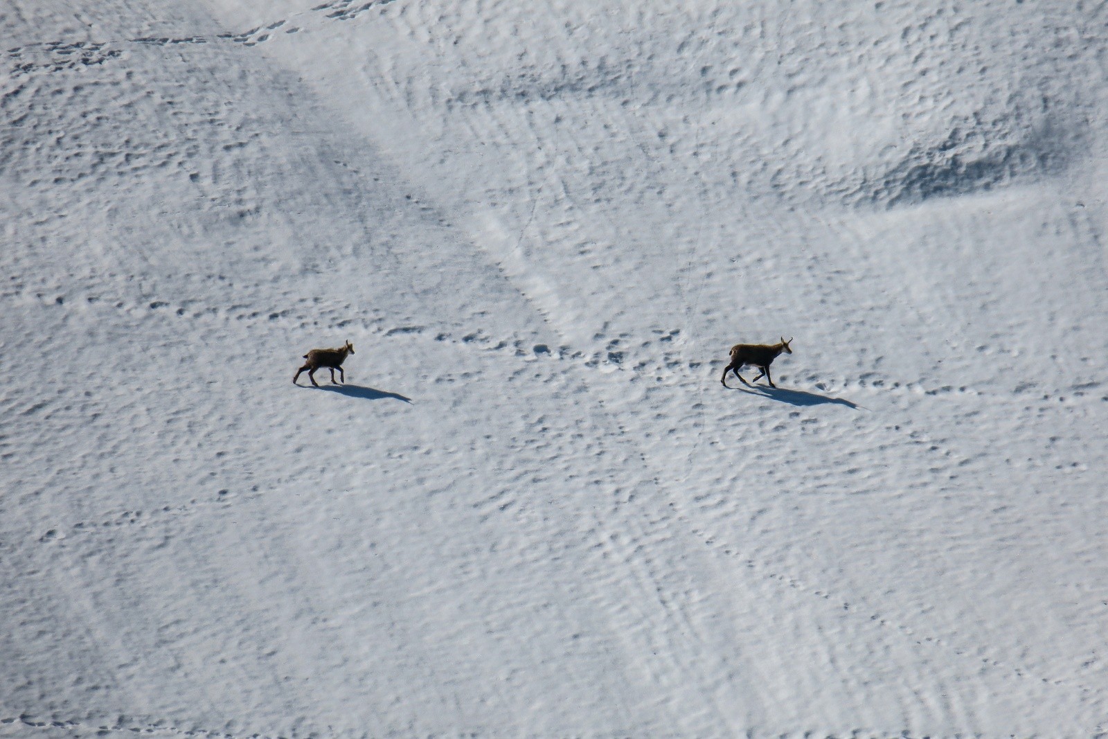 &nbsp;Un peu de compagnie