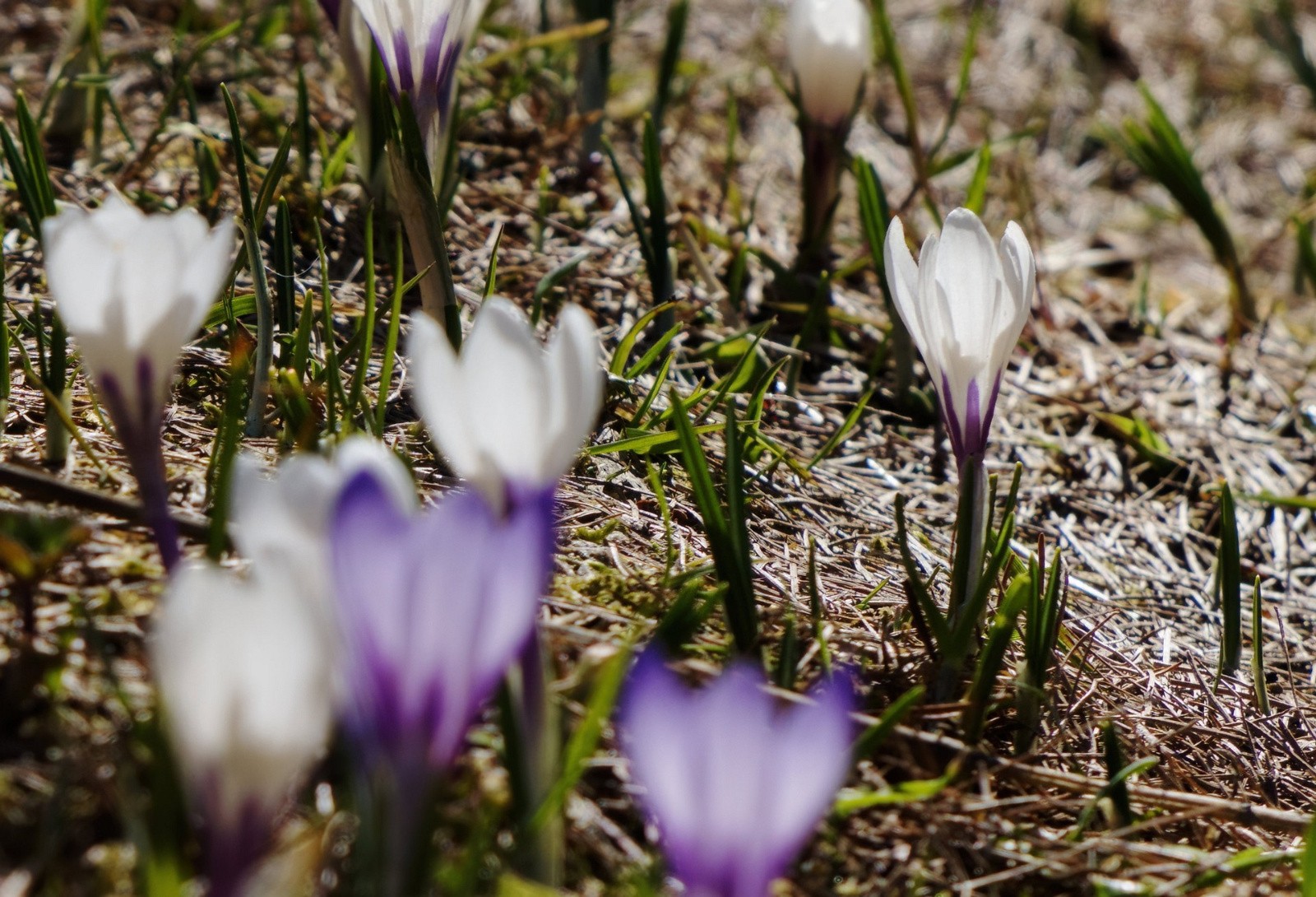 réveil fleuri&nbsp;