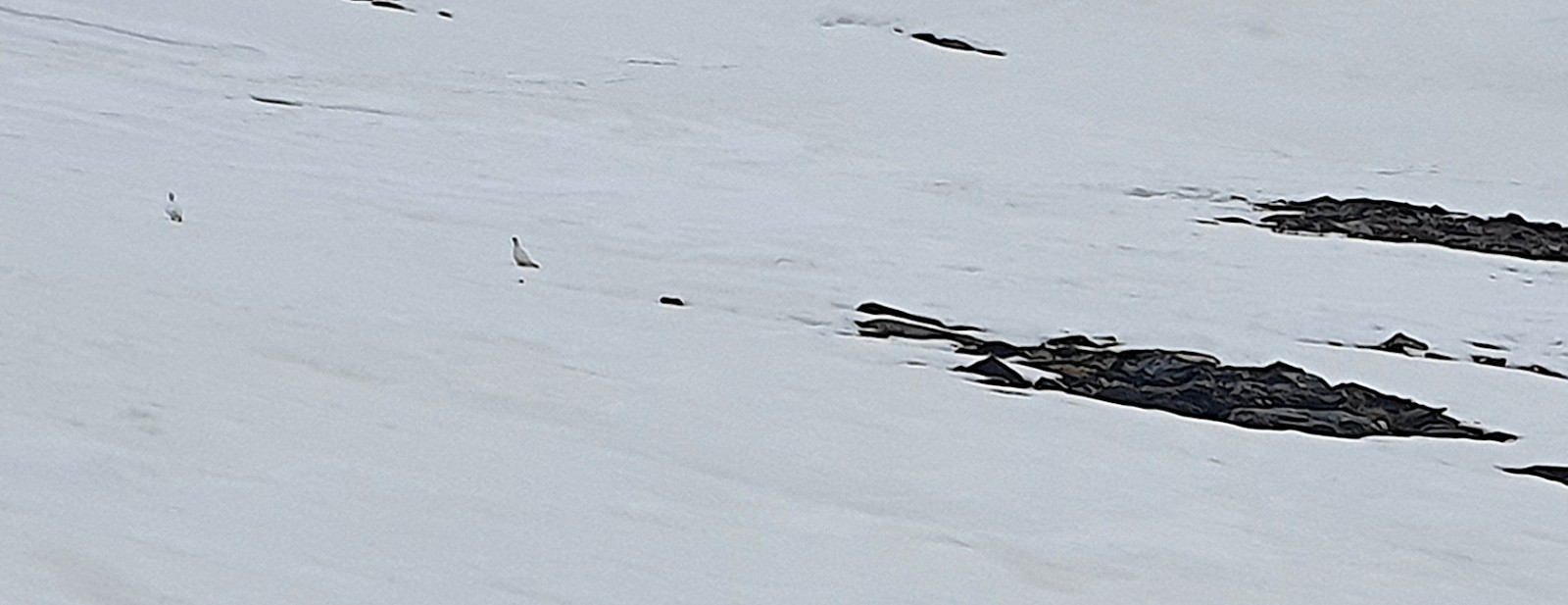 Deux perdrix cherchant Tartarin