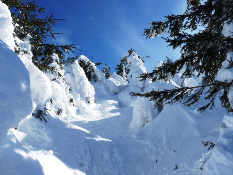Le Chaulet : Descente Nord du Chaulet difficile entre les arbres et les congères.