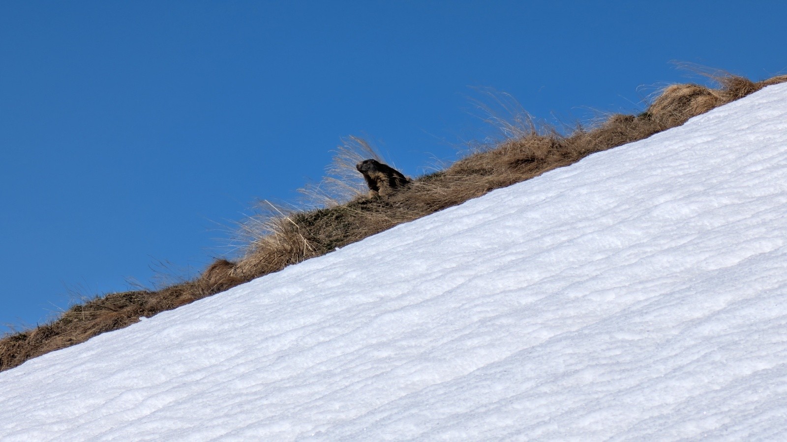 &nbsp;Sentinelle distraite